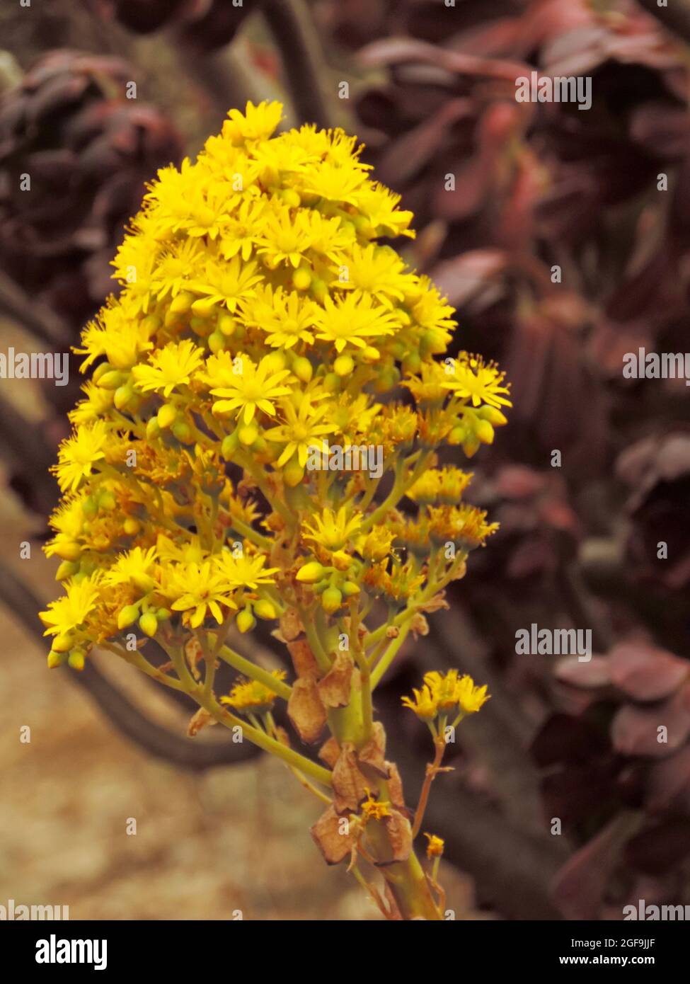 fiore giallo nelle montagne del sud di tenerife Foto Stock