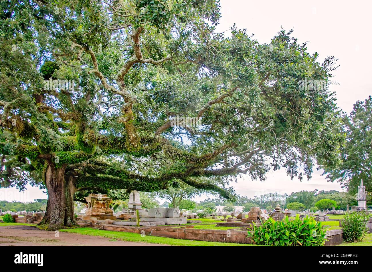 Il cimitero di Magnolia presenta tombe ornate circondate da secolari querce del sud, 14 agosto 2021, a Mobile, Alabama. Foto Stock
