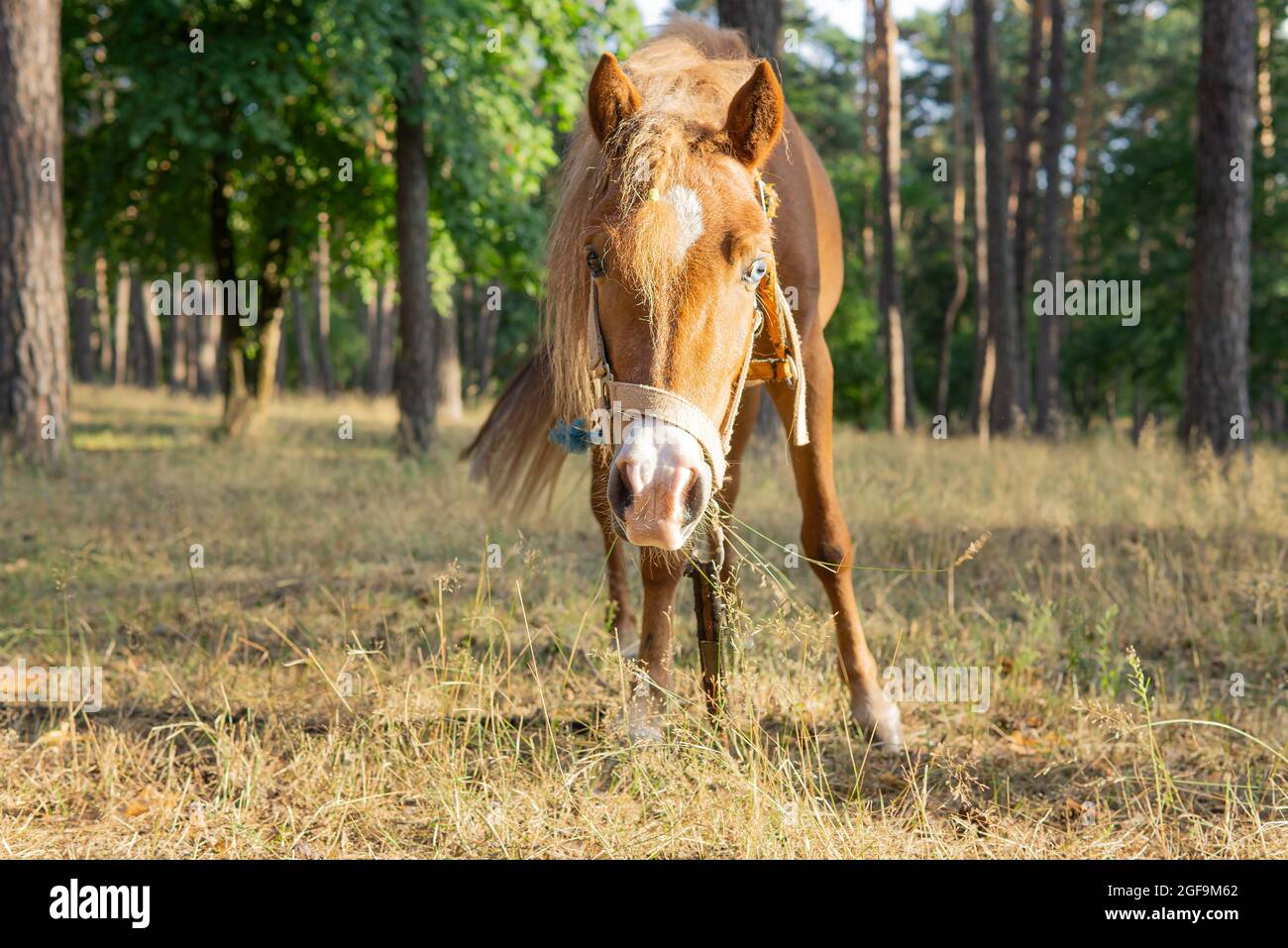 Pony mangiare erba nella foresta in una giornata di sole Foto Stock