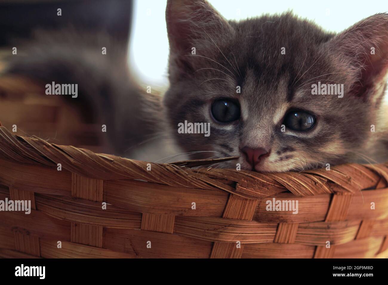 Gattino in un cestino all'interno. Un gattino grigio marrone a righe si trova in un cestino di vimini e guarda attentamente la fotocamera. Foto Stock