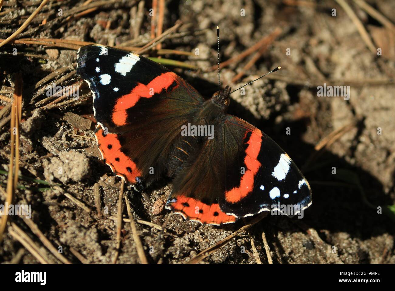 Vanessa atalanta, Ammiraglio Nero, Ammiraglio Rosso dell'emisfero settentrionale, Ammiraglio Rosso. Una farfalla nera e arancione con ali sparse siede sul terreno sabbioso Foto Stock