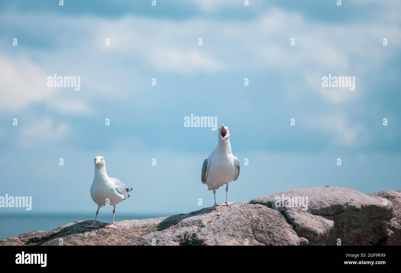 Due gabbiani a Gudhjem di Bornholm, Danimarca Foto Stock