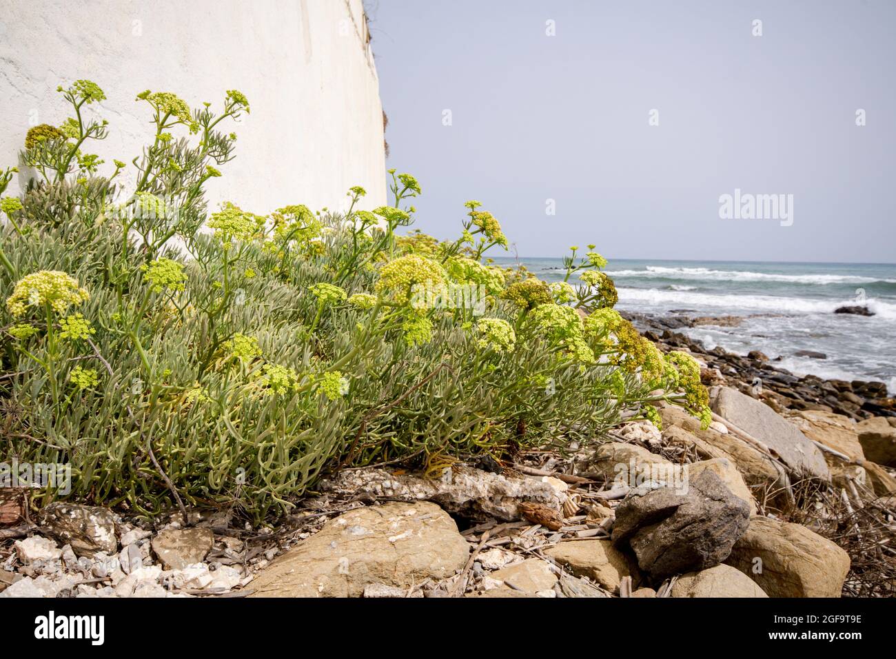 Samphire di roccia, piante selvatiche commestibili, finocchio di roccia, Crithmum maritimum, in mare, Andalucia, Spagna. Foto Stock
