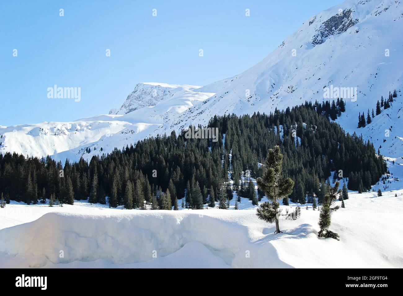 Piccolo albero di pino a Lech am Arlberg con Mountain Panorama in inverno Foto Stock