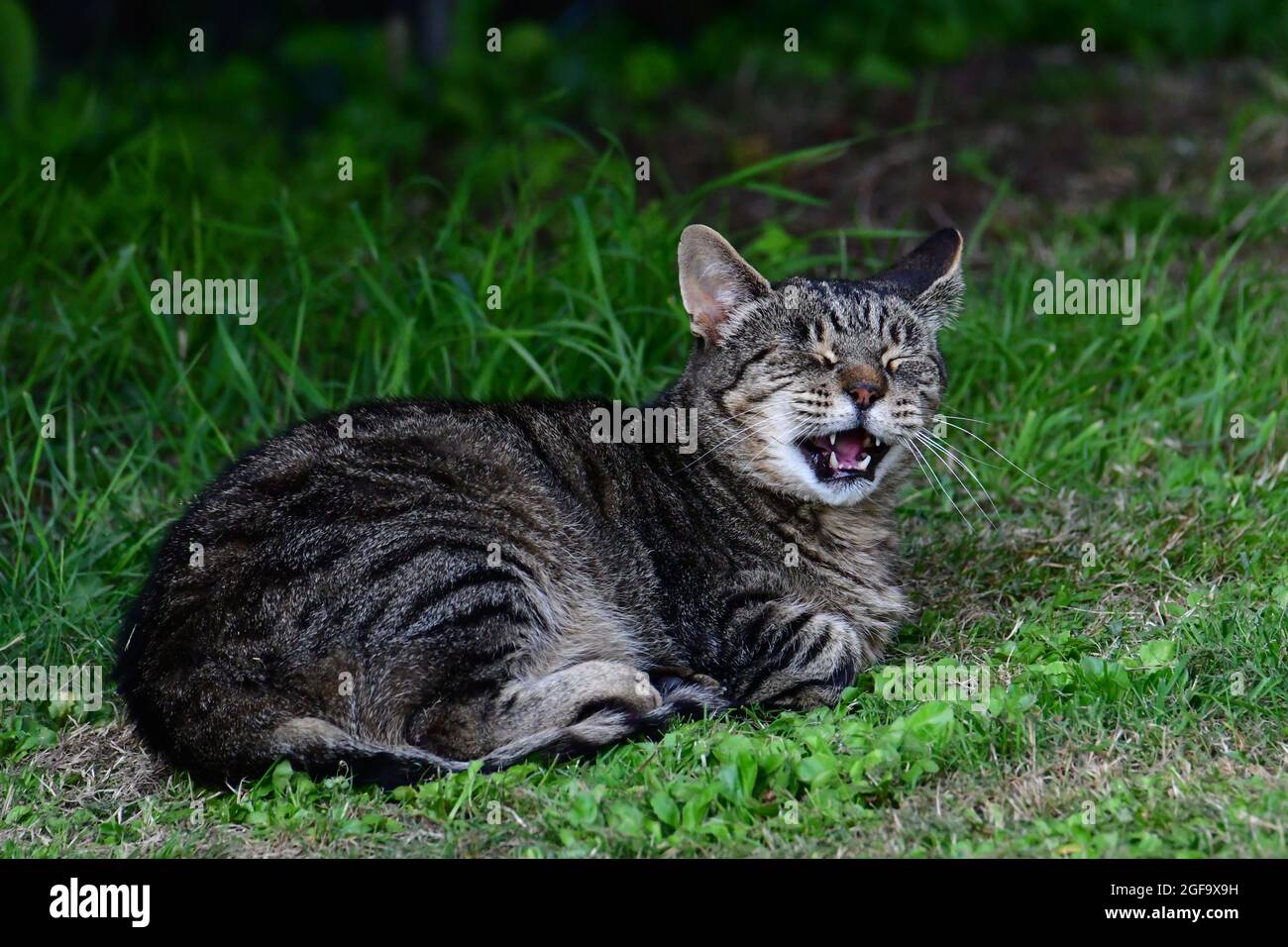 Una tigre come Tabby gatto con il suo meraviglioso colore di strisce nere e d'argento visto dormire in giardino si svegliava e ridendo. Foto Stock