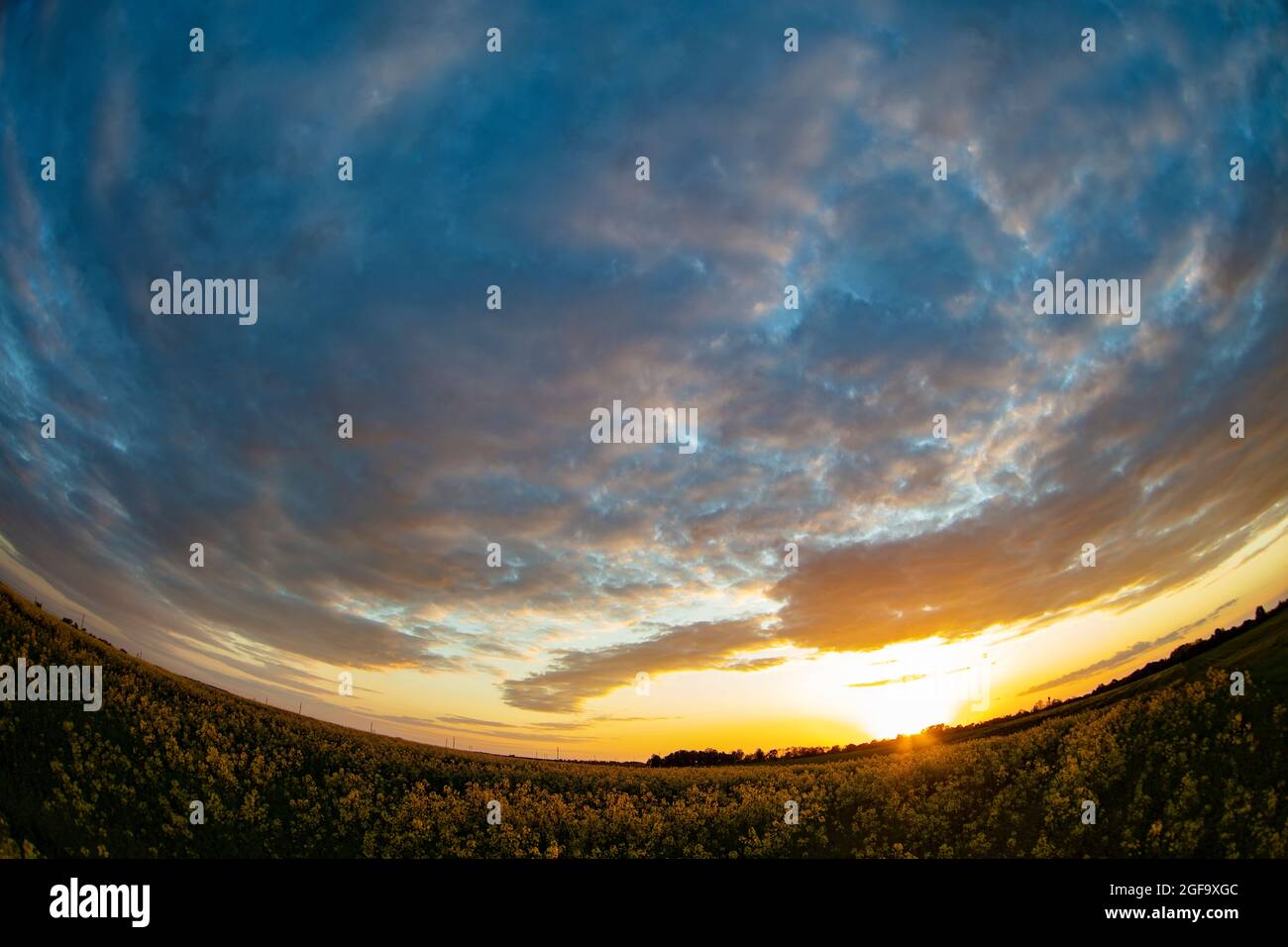 Campo di colza e cielo al tramonto catturati con un obiettivo fisheye Foto Stock