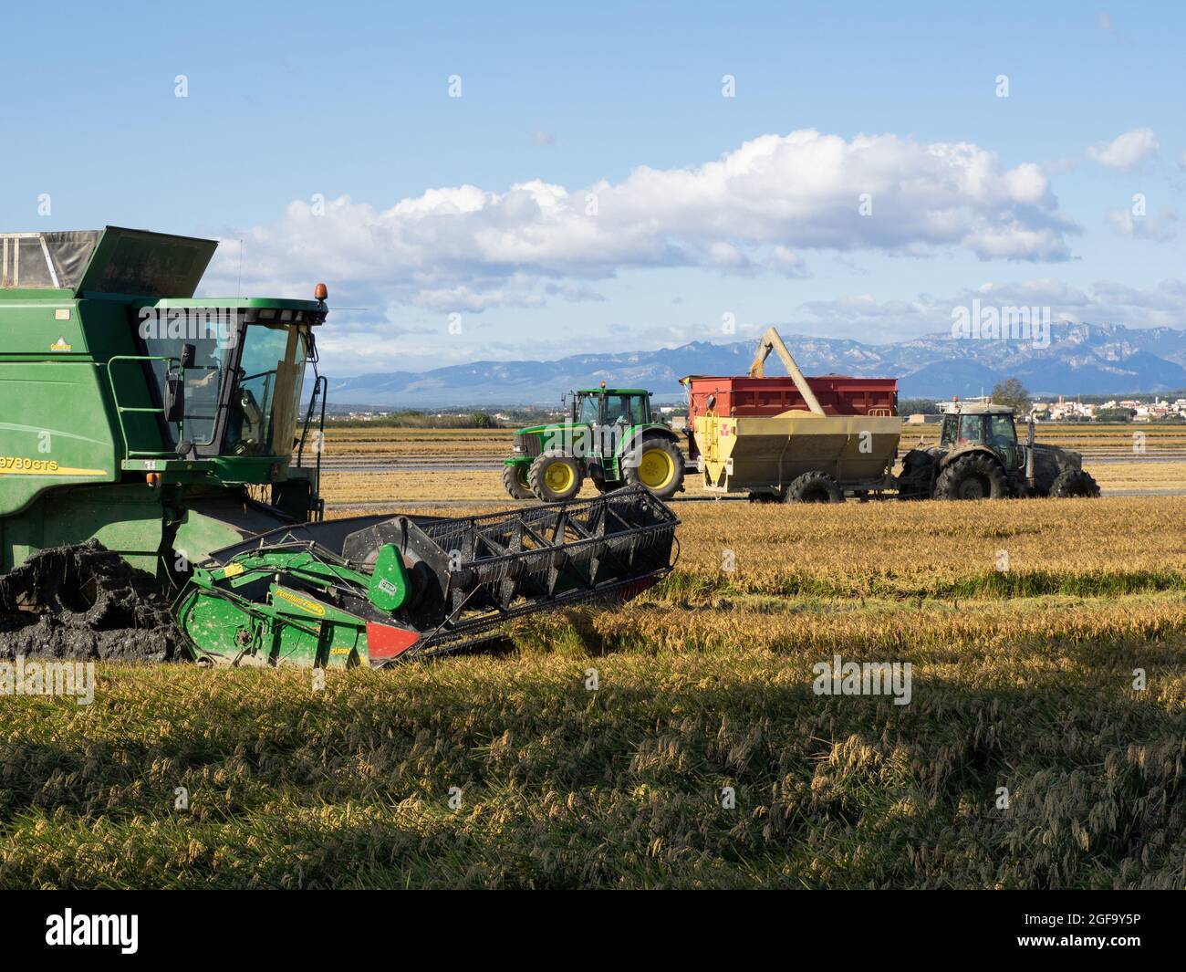 Tarragona, Spagna. 10/13/2020. Mietitrebbia e trattori che raccolgono un campo di riso maturo. Concetto di agricoltura. Foto Stock