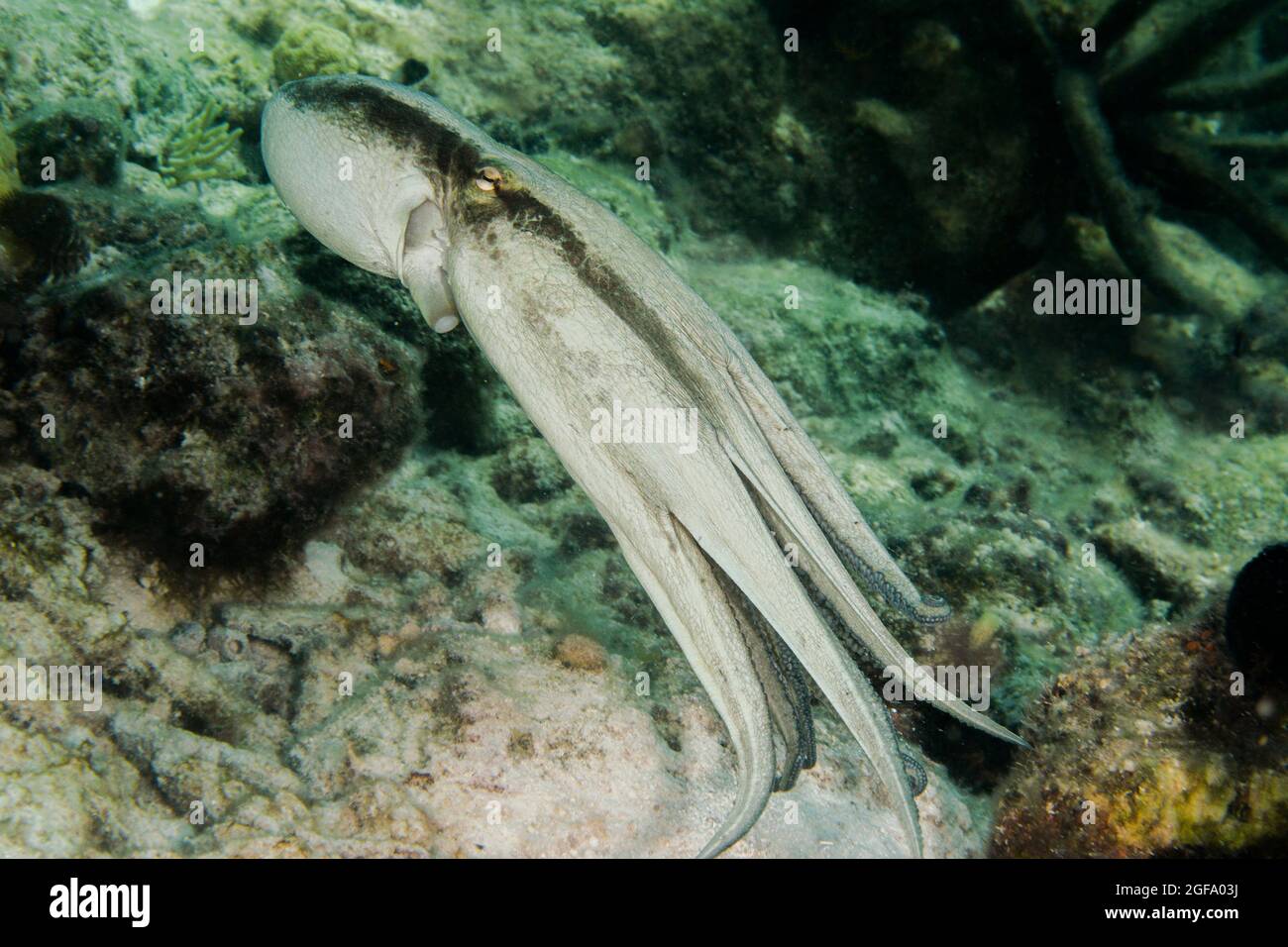 Octopus nuoto Foto Stock