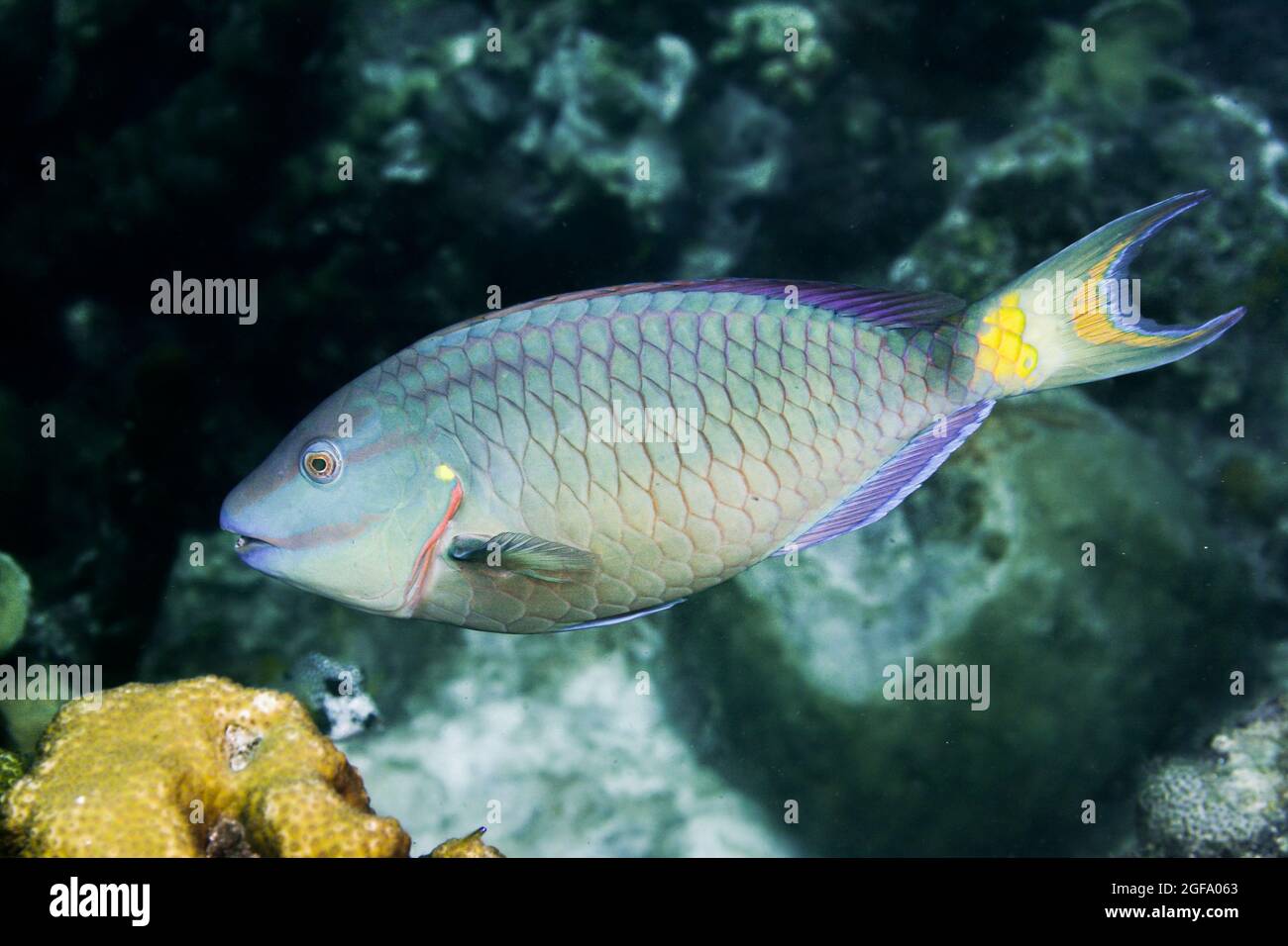 Pesce pappagallo al semaforo Foto Stock