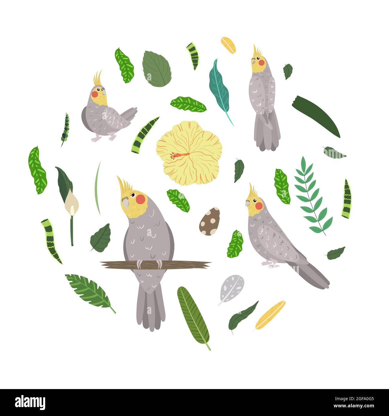 Modello di disegno con pappagalli in cerchio per la stampa dei bambini.  Composizione rotonda di uccelli tropicali cockatiel. Set vettoriale di vita  giungla in stile cartoon Immagine e Vettoriale - Alamy