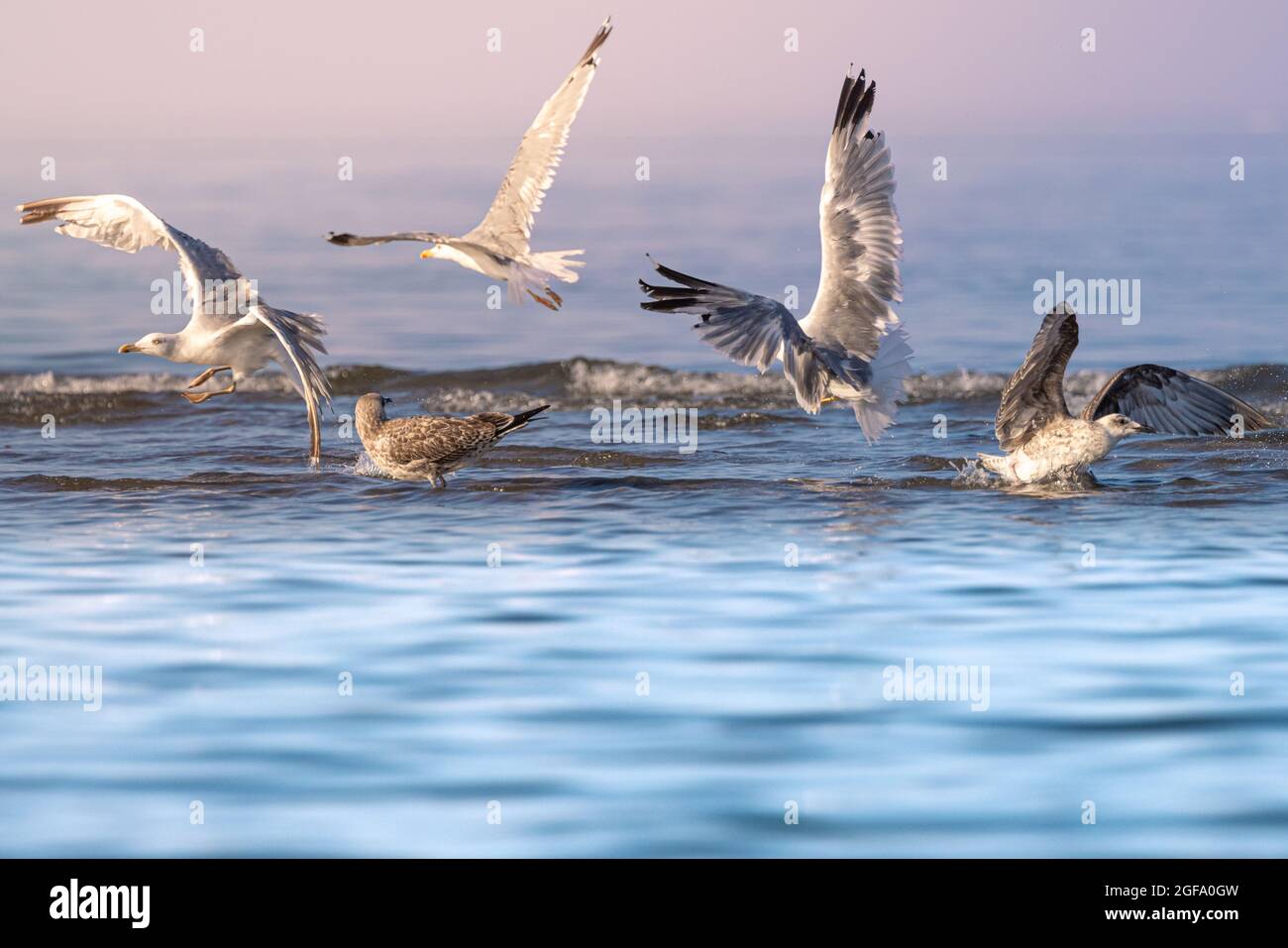 Primo piano di un gregge di gabbiani che decollano dalle acque poco profonde nella luce del tardo pomeriggio Foto Stock