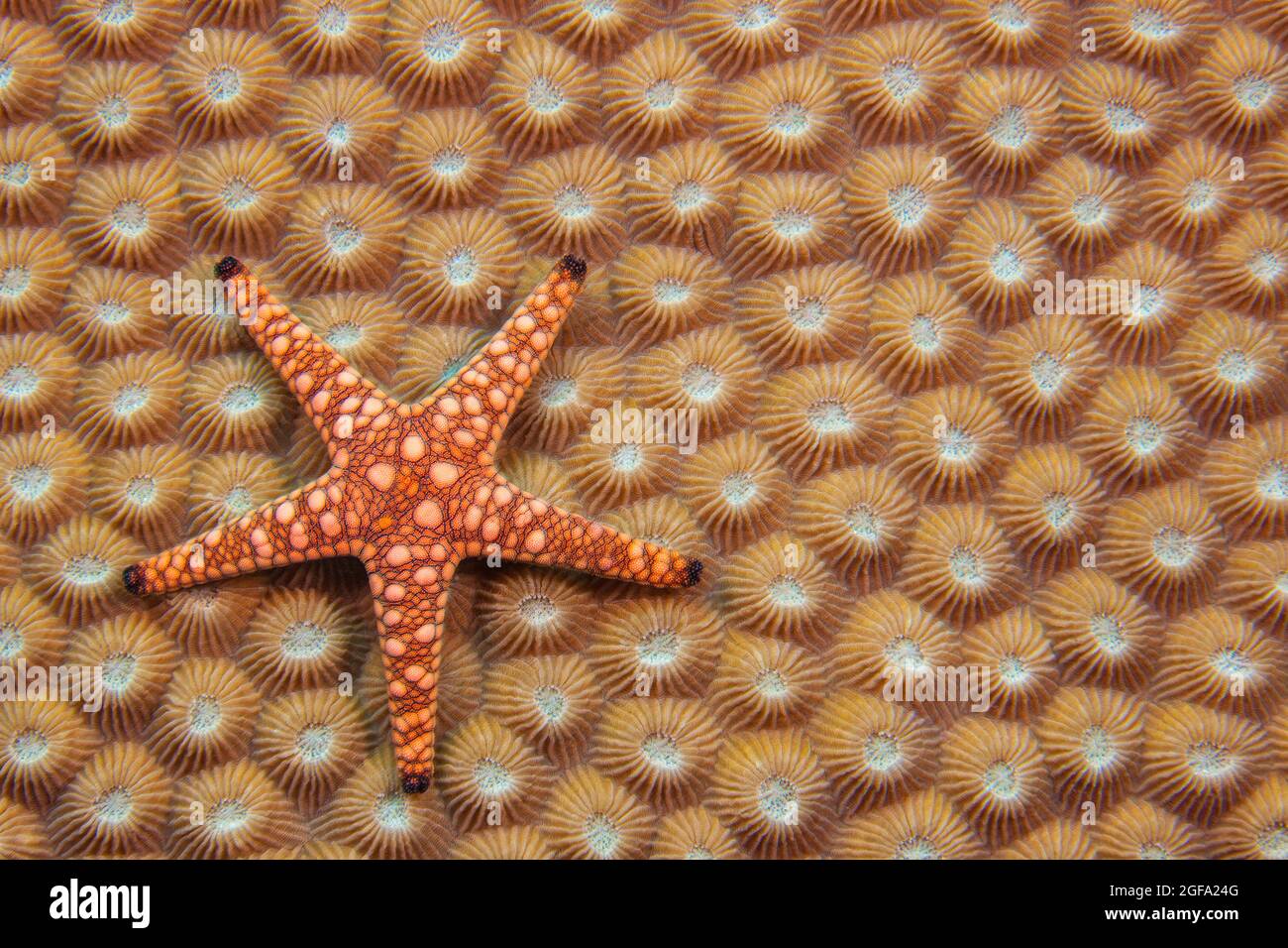 Una stella marmorea o elegante stella marina, Fromia elegans, su corallo duro, Figi. Foto Stock