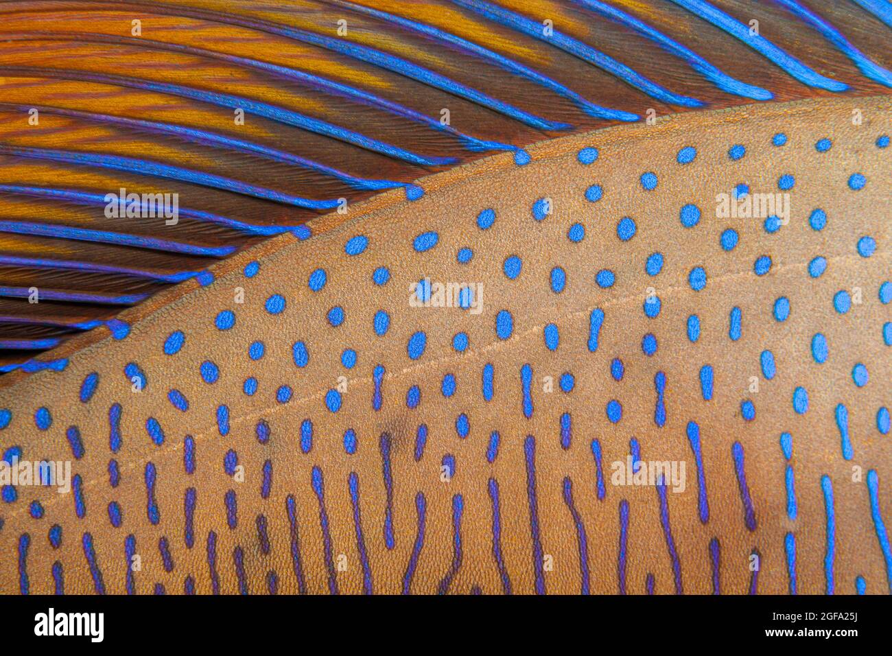 Uno sguardo ravvicinato alla pinna dorsale e al corpo di un bignosio unicornfish, naso vlamingii, di notte su una barriera corallina delle Fiji. Noto anche come zebra unicornfish o VLA Foto Stock