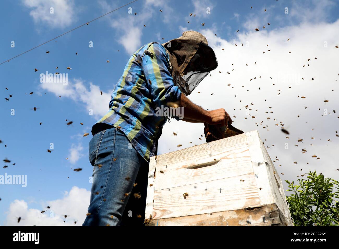 16 agosto 2021: Nablus, Cisgiordania, Palestina. 16 agosto 2021. L'agricoltore palestinese Ahmad Hajja estrae il miele dal suo alveare nel villaggio di Burqa, nella Cisgiordania, a nord-ovest di Nablus. Ahmad, che è un apicoltore esperto nella sua regione, protegge solo il suo volto quando raccoglie il miele ed è molto fiducioso nel maneggiare le cornici piene di api. SA anche quanto miele lasciare nell'alveare per le api (Credit Image: © Mohammed Turabi/IMAGESLIVE via ZUMA Press Wire) Foto Stock