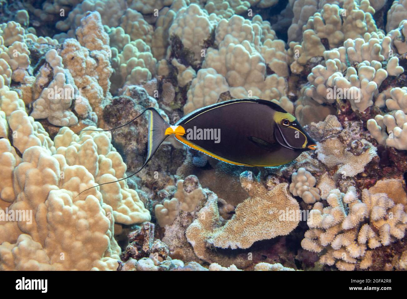 Questo orangespine unicornfish maschio, naso Lituratus, è un membro della famiglia dei surgeonfish, Hawaii. Foto Stock