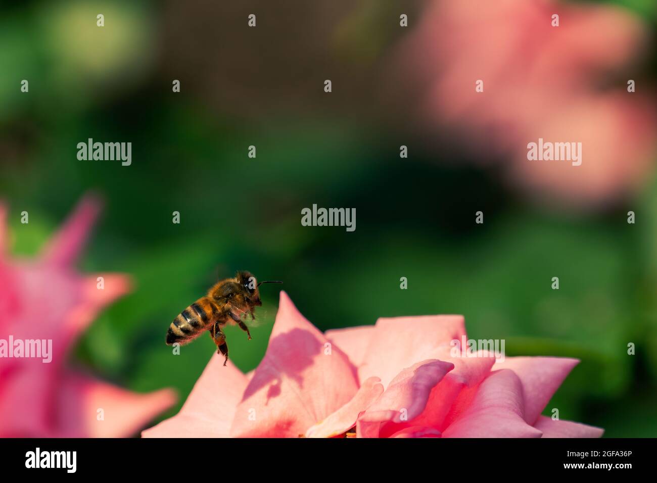 L'ape del miele si aggira sul fiore rosa Foto Stock