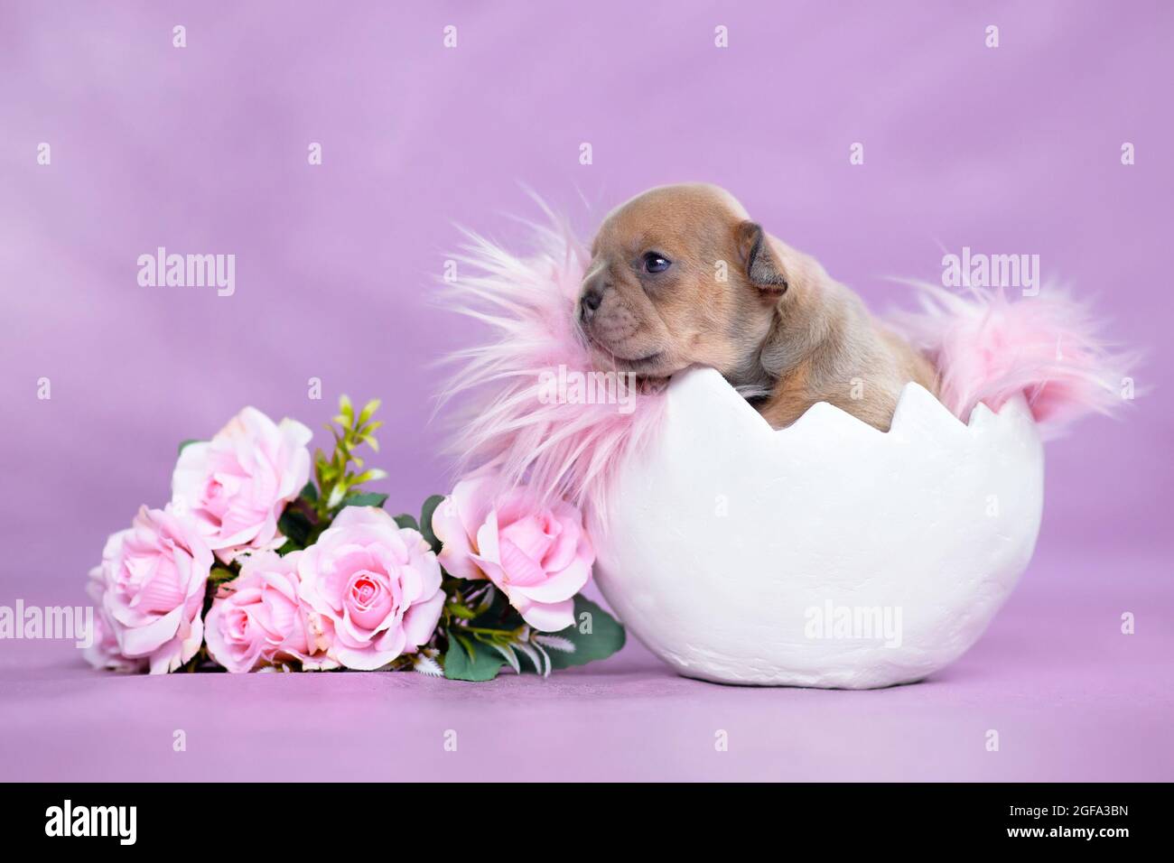 Cane Bulldog francese cucciolo che cova di guscio d'uovo accanto alle rose Foto Stock