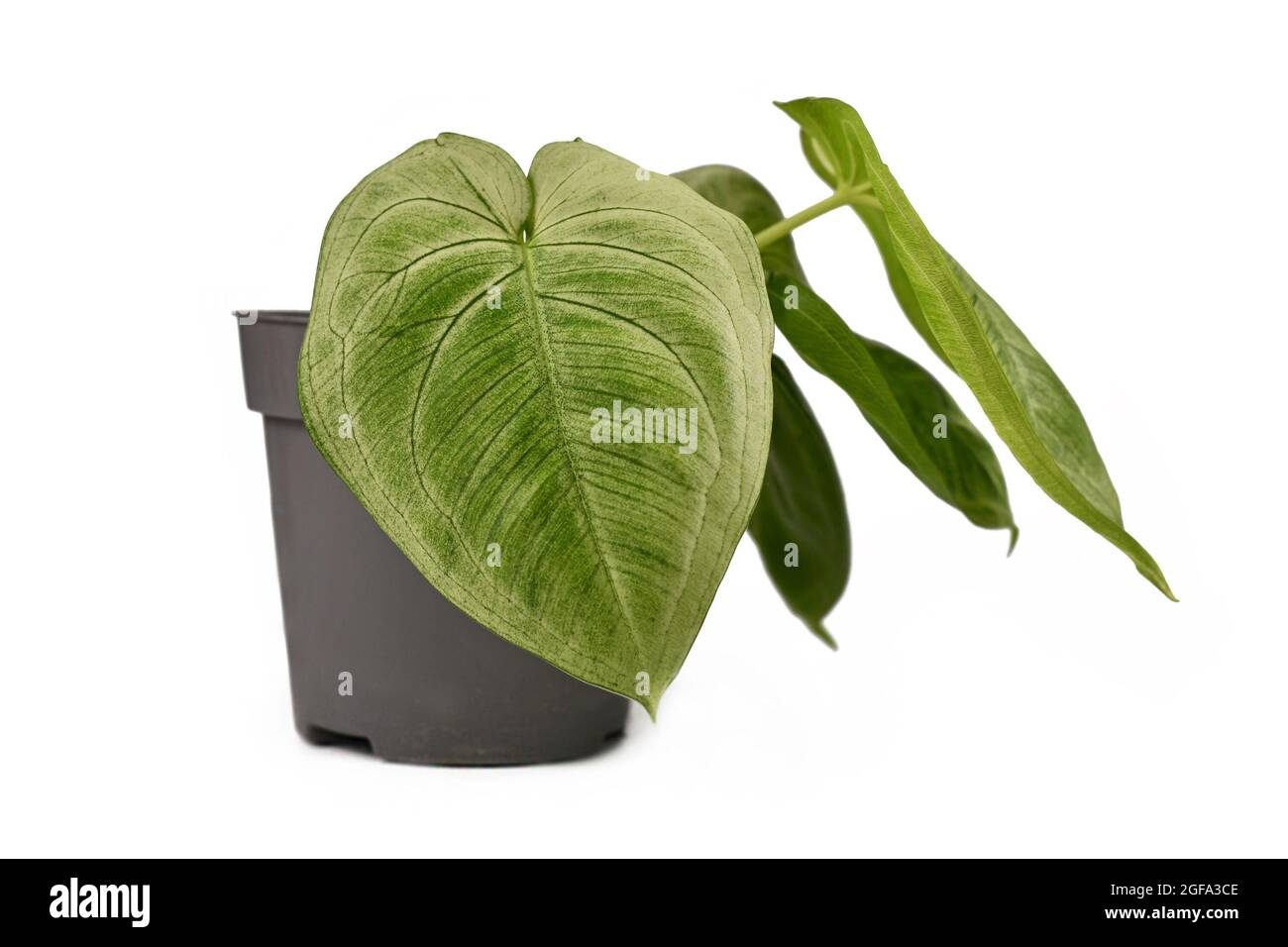 Piccola pianta tropicale 'Syngonium Macrophyllum Frosted Heart' in vaso di fiori isolato su sfondo bianco Foto Stock
