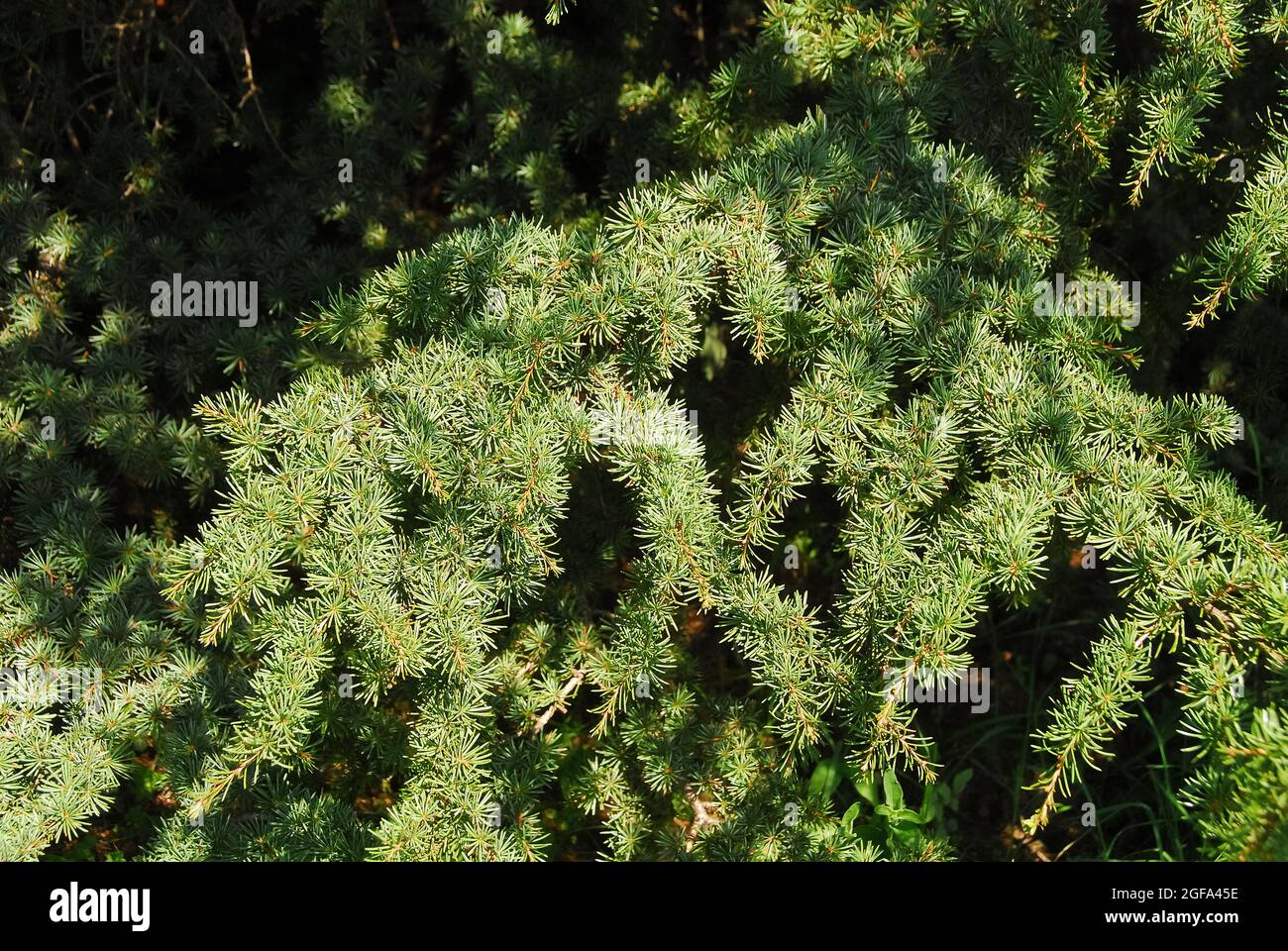 Cipro cedro, Zypern-Zeder, Cedrus brevifolia, ciprusi cédro Foto Stock