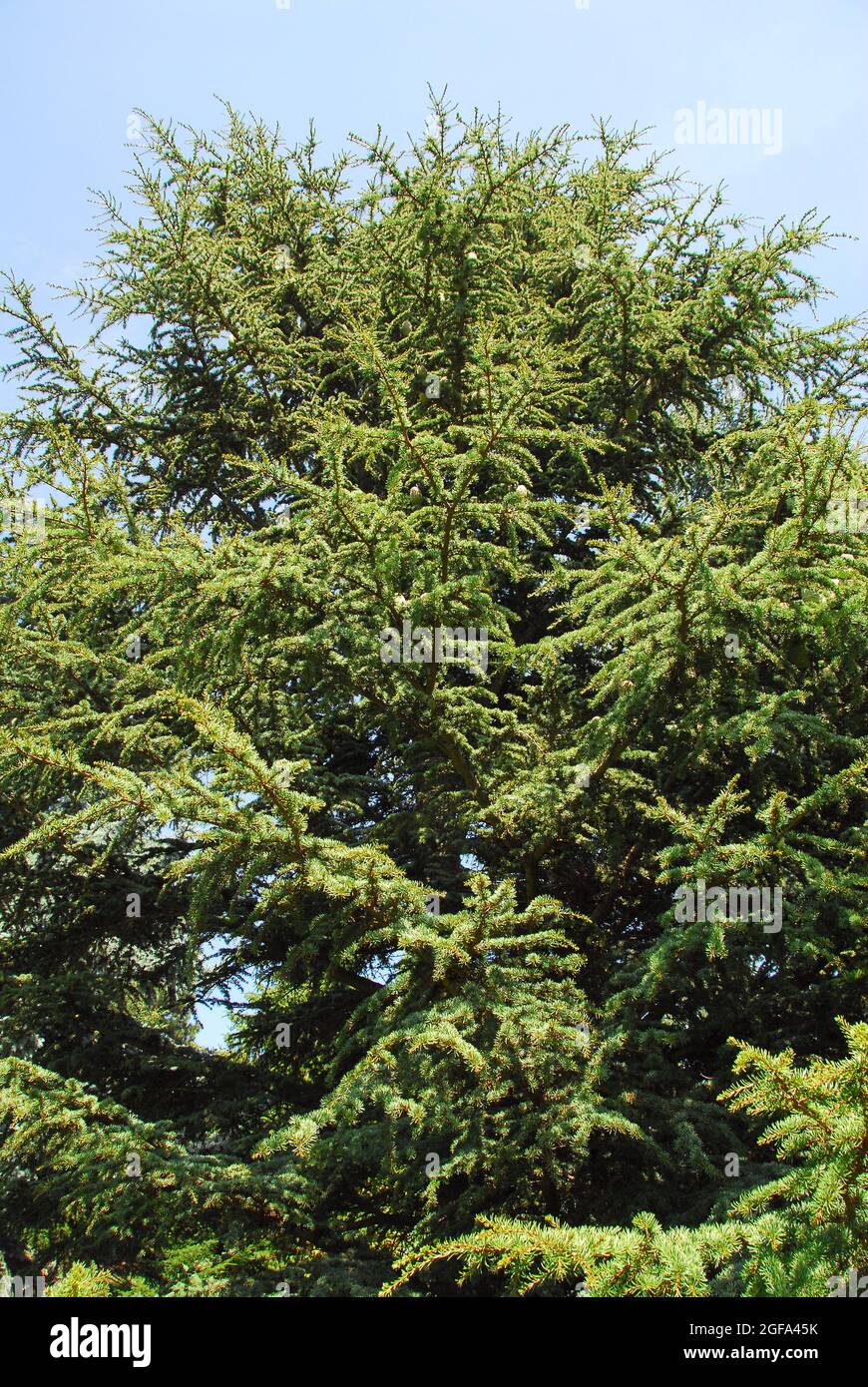 Cipro cedro, Zypern-Zeder, Cedrus brevifolia, ciprusi cédro Foto Stock