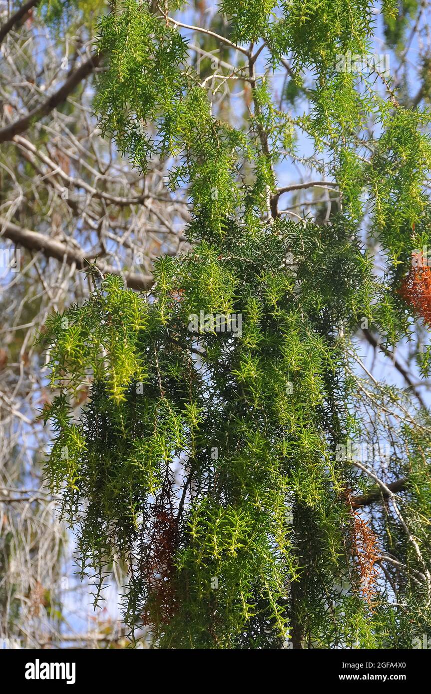 Ginepro delle isole Canarie, Zedern-Wacholder, Juniperus cedrus, Kanári-cedrus, minacciato di estinzione, Tenerife, Isole Canarie, Spagna Foto Stock