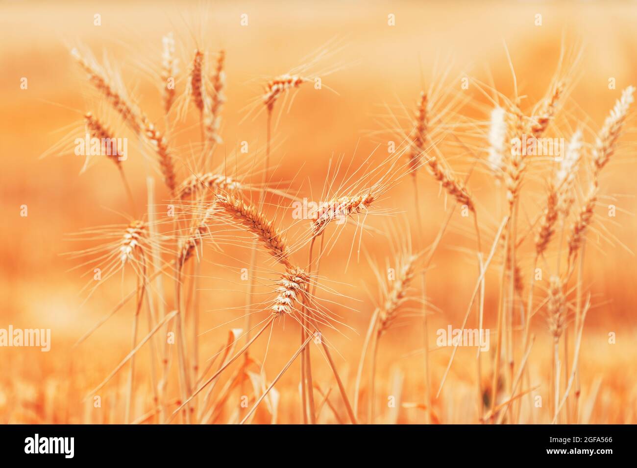 Raccolto maturo campo di grano pronto in estate, coltivazione di piante di cereali, fuoco selettivo Foto Stock
