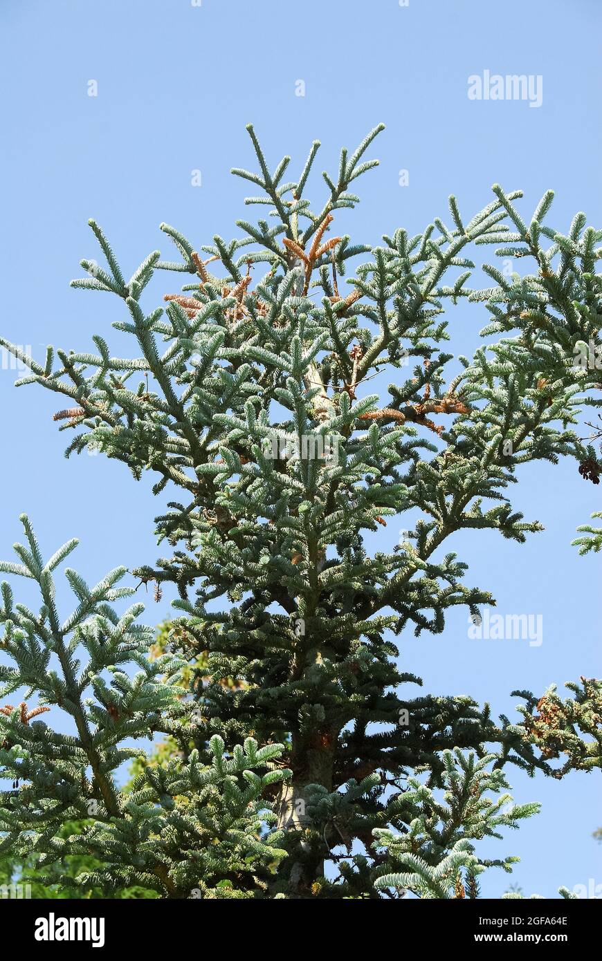 Abete subalpino o abete di montagna roccioso, Felsengebirgs-Tanne, Felsen-Tanne, Abies lasiocarpa, Sziklás-hegységi jegenyefenyő Foto Stock