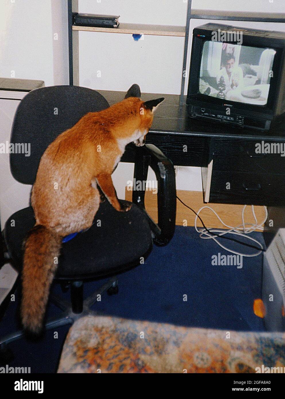 6 anni di volpe Miss Snooks guarda la tv nel suo appartamento fornito da gentile hearted animali amanti Steve e Nola Edgington. PIC MIKE WALKER 2009 Foto Stock