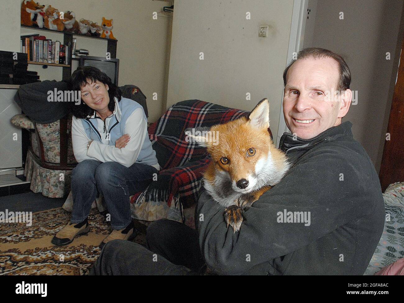 6 anni di volpe Miss Snooks nel suo appartamento fornito da gentile cuore animali amanti Steve e Nola Edgington. PIC MIKE WALKER 2009 Foto Stock