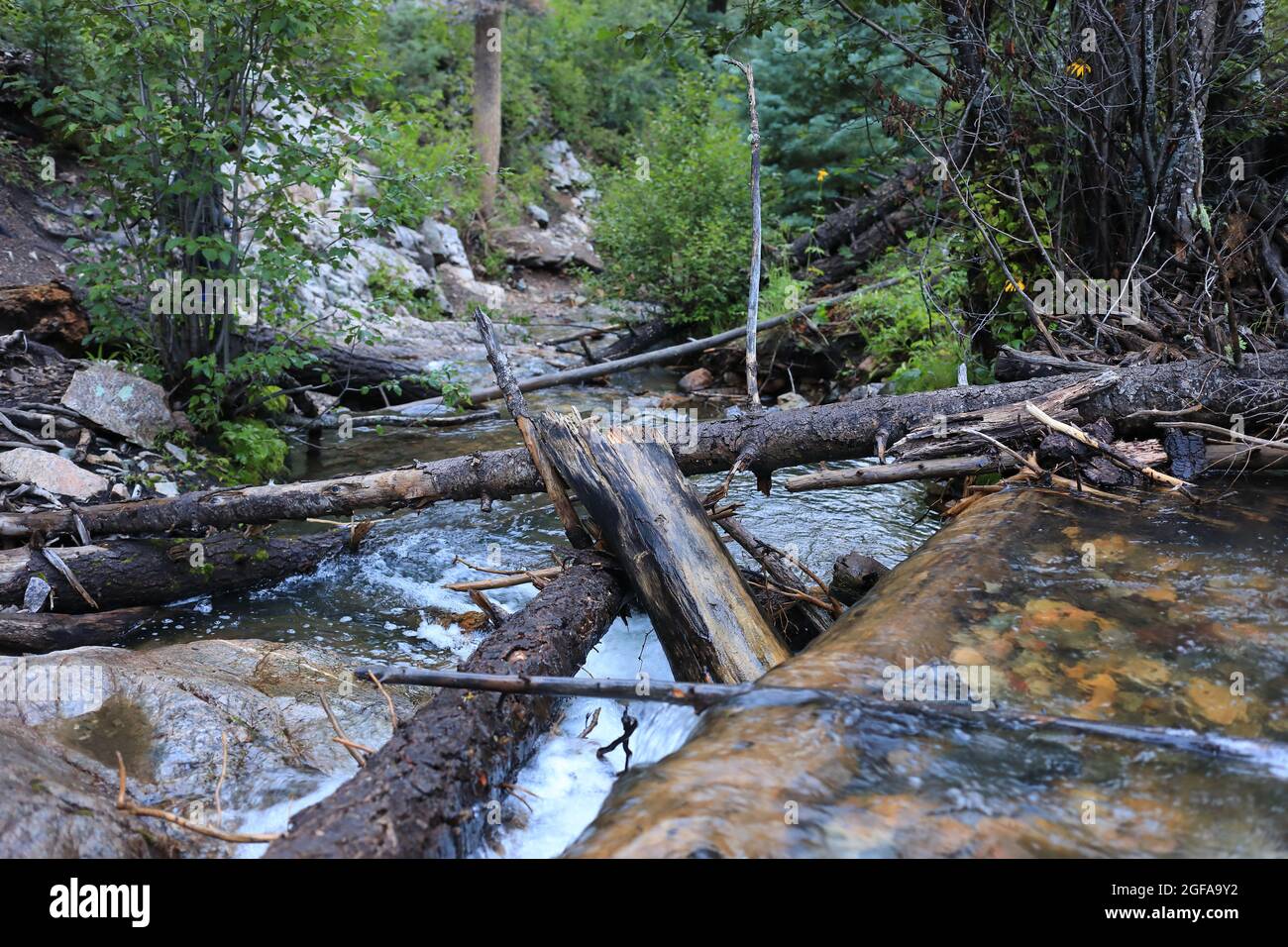 Piccole rapide sul sentiero Clear Creek Foto Stock