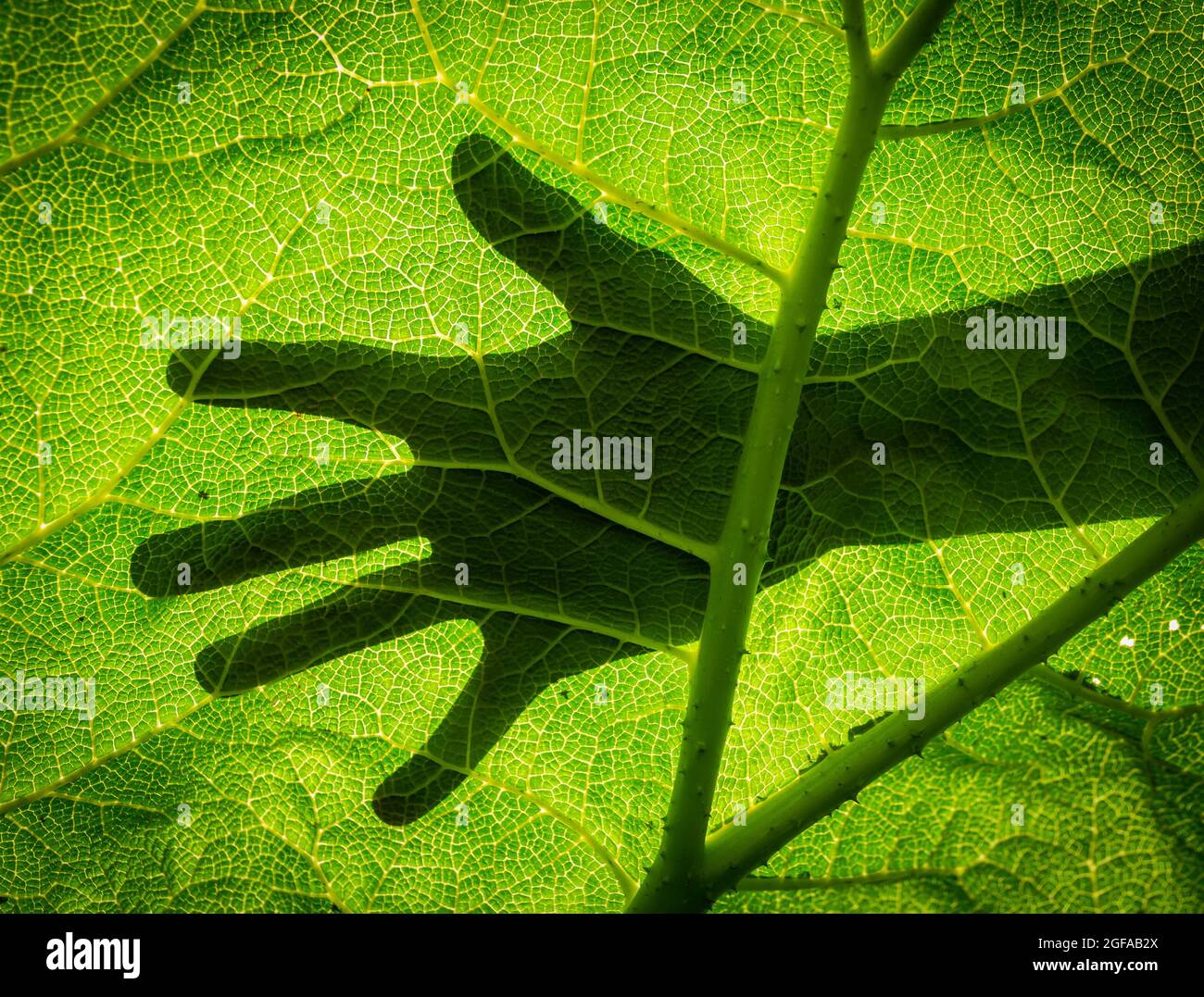 Mano umana che si sovrappone con il modello di foglia verde. Concetto di ecologia, sostenibilità e conservazione dell'ambiente Foto Stock