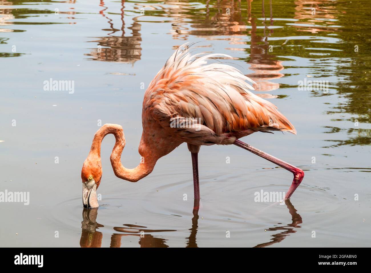 Flamingo sull'isola di Palma dell'arcipelago di San Bernardo, Colombia Foto Stock