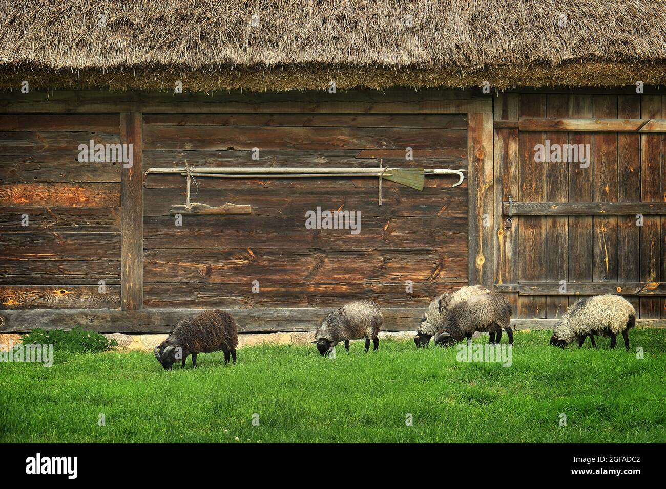 SIERPC, POLONIA - 25 agosto 2017: Un gruppo di pecore di fronte ad un cortile rurale tetto di paglia. Foto Stock