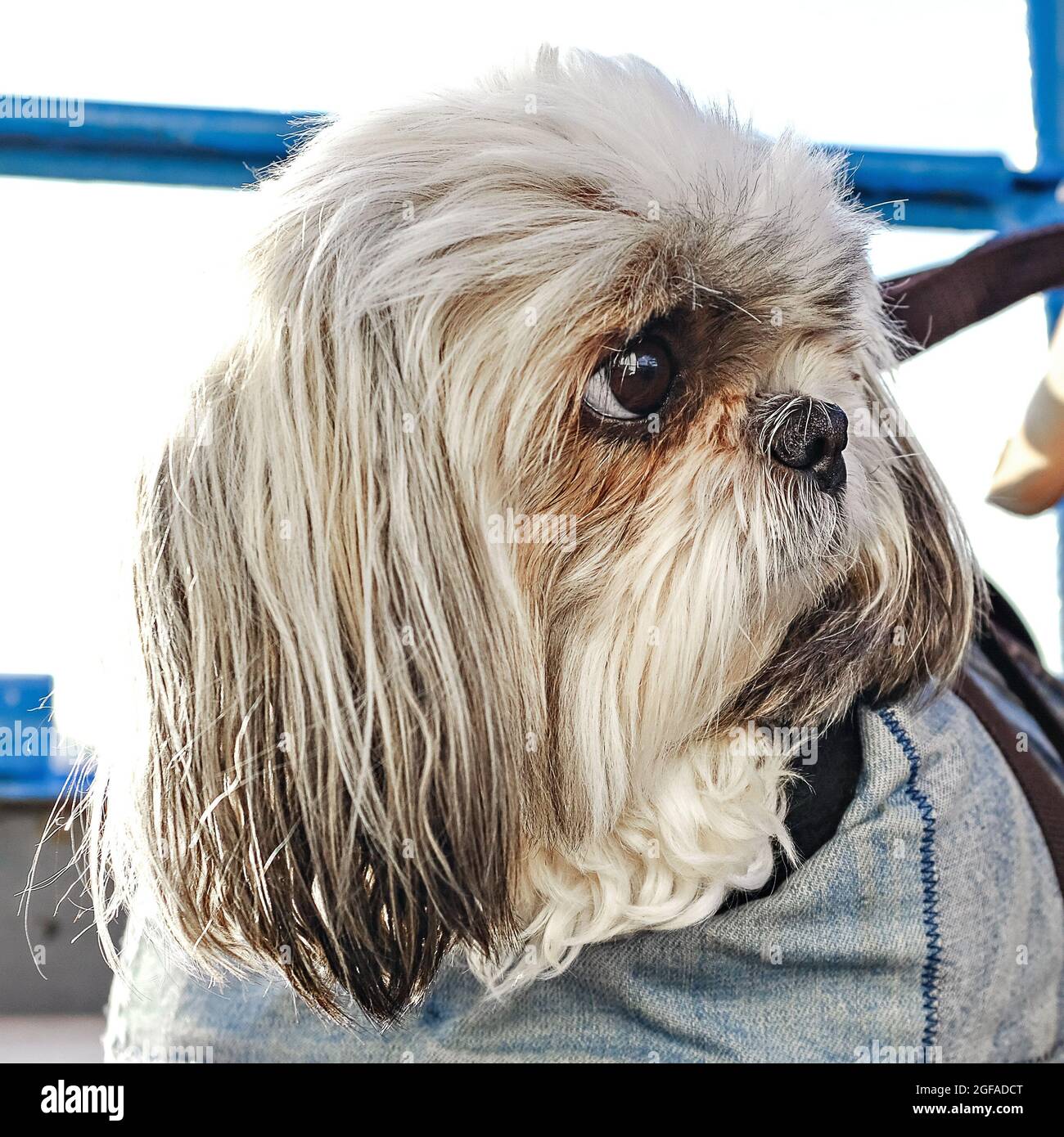 shih tzu cane testa close-up. cane compagno con grandi occhi rotondi Foto Stock