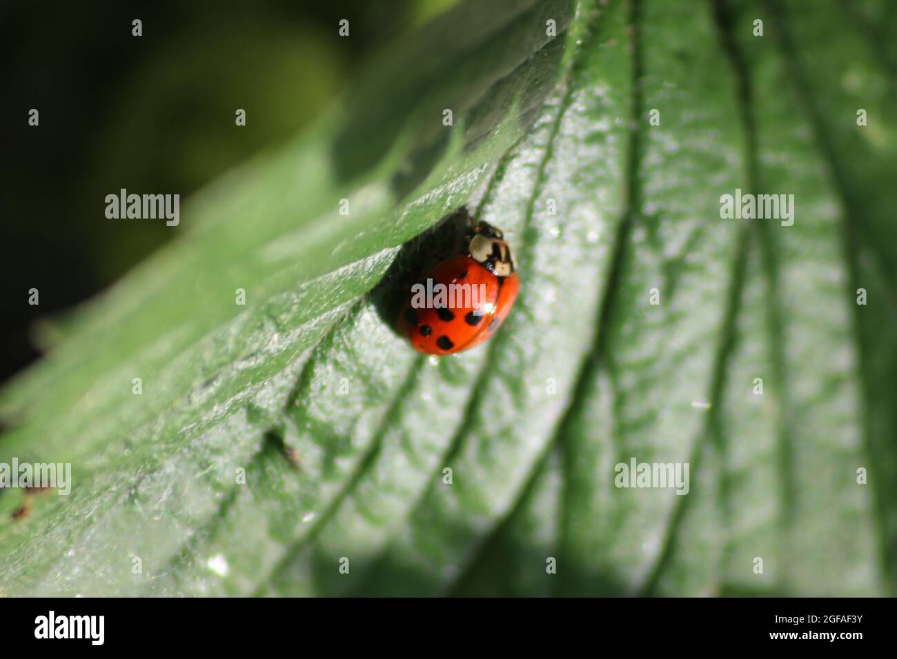 Ladybird su una foglia Foto Stock