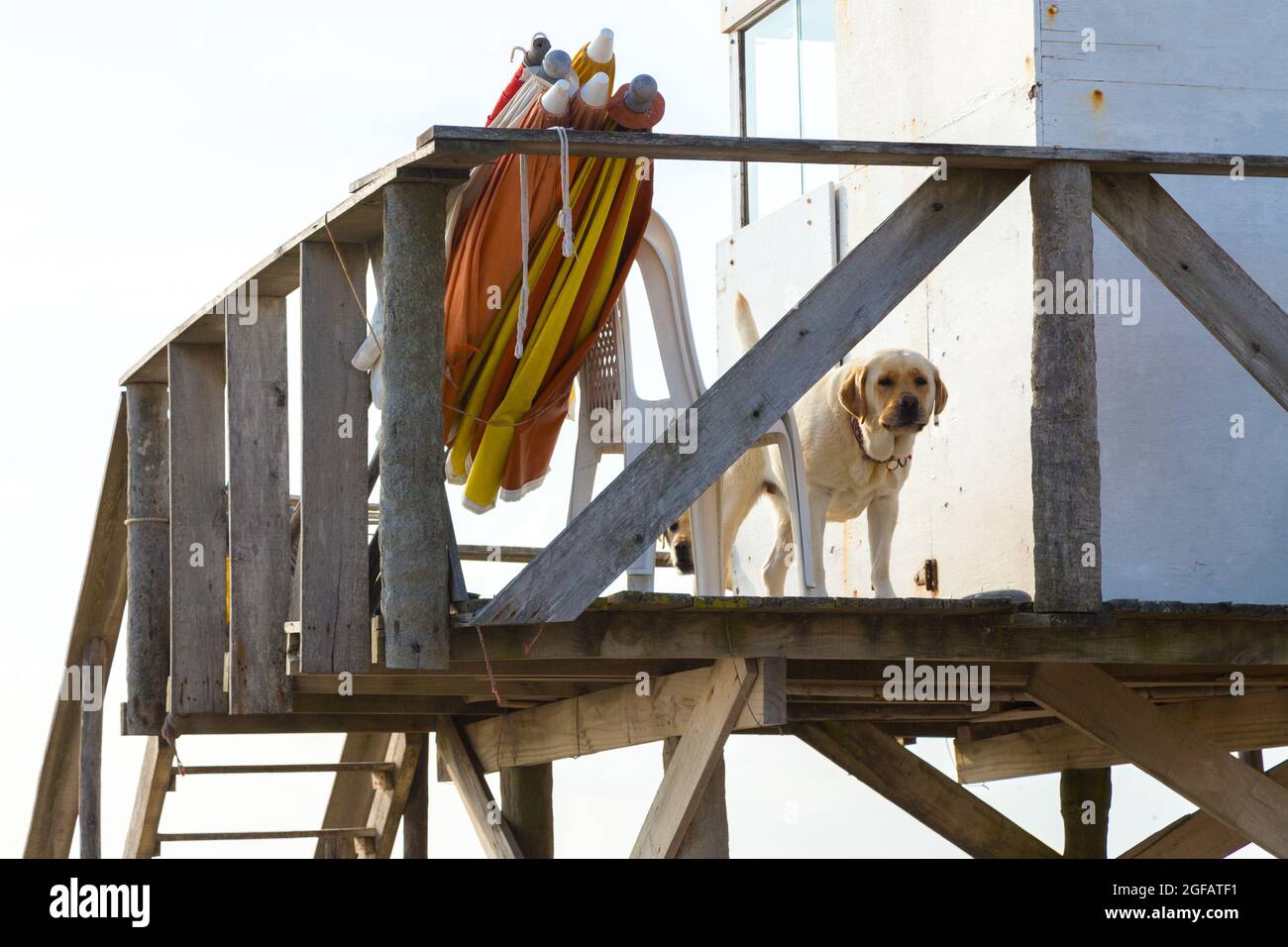 Cane bianco sulla torre bagnino. Cane sulla spiaggia Foto Stock