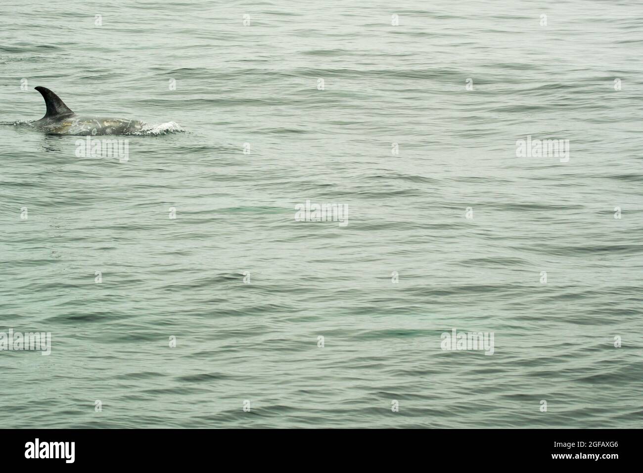 Pinna dorsale del Dolphin Risso's Wild che nuota a Monterey Bay, California, mostrando un'inconfondibile paura bianca Foto Stock
