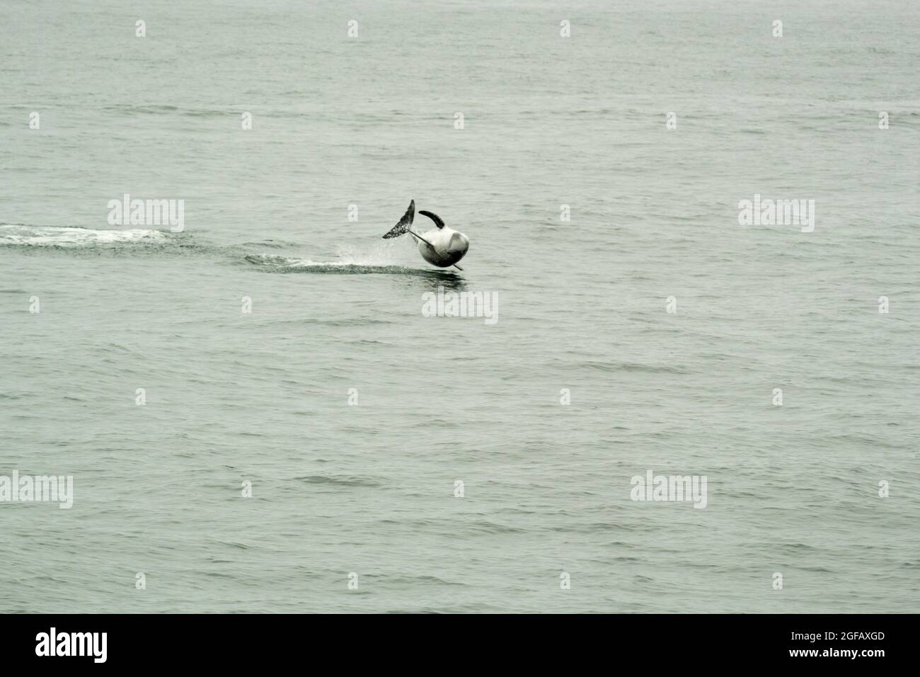 Il delfino Risso selvatico salta dall'acqua e gira sopra la superficie in una performance acrobatica in una giornata grigia. Foto Stock