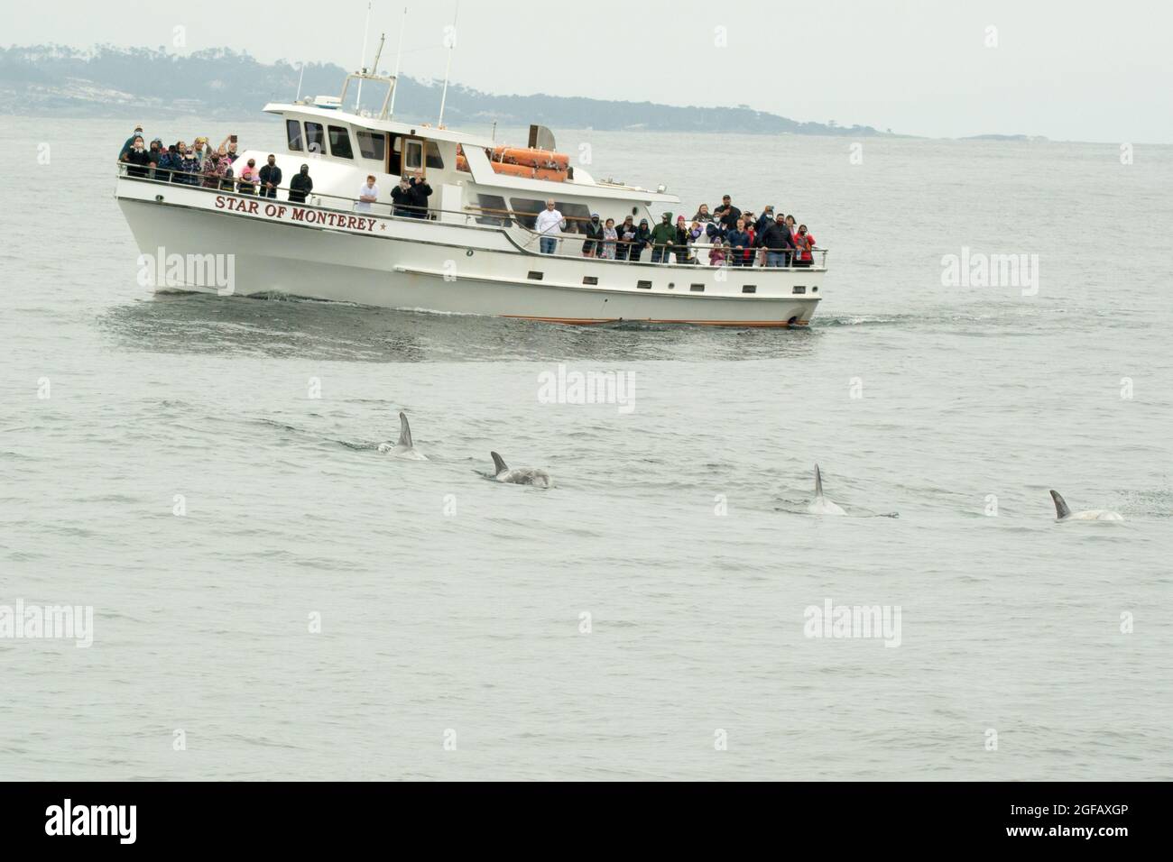 4 i delfini di Risso nuotano di fronte alla barca bianca in vetroresina per l'avvistamento delle balene "Star of Monterey". I passeggeri sul ponte guardano e filmano delfini selvatici Foto Stock