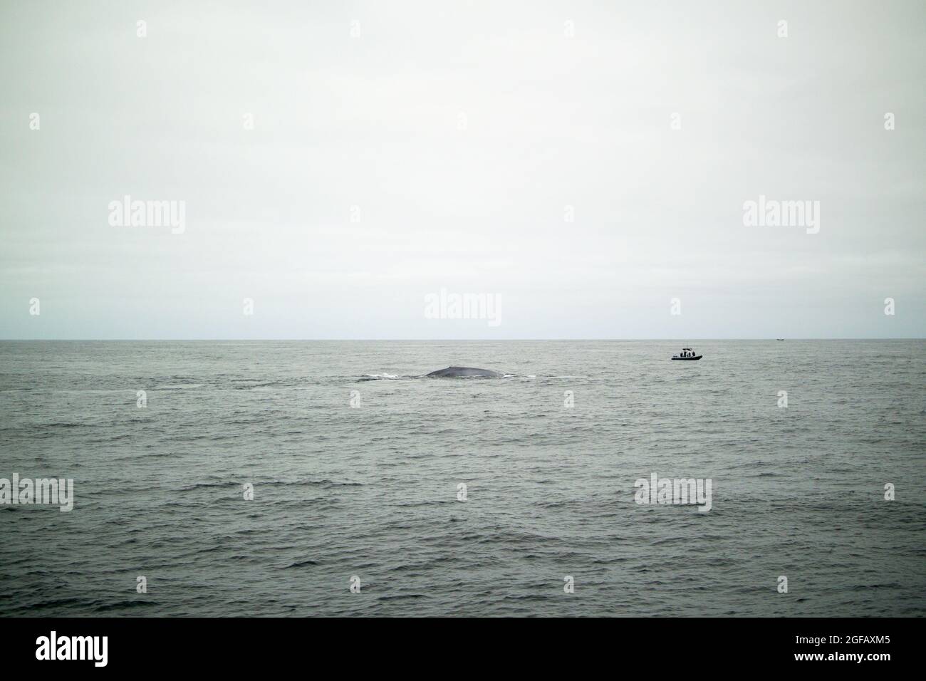 La balena blu si affaccia di fronte a un piccolo zodiaco con subacquei a bordo. La balena è notevolmente più grande della barca. Giornata grigia a Moneterey Bay. Foto Stock