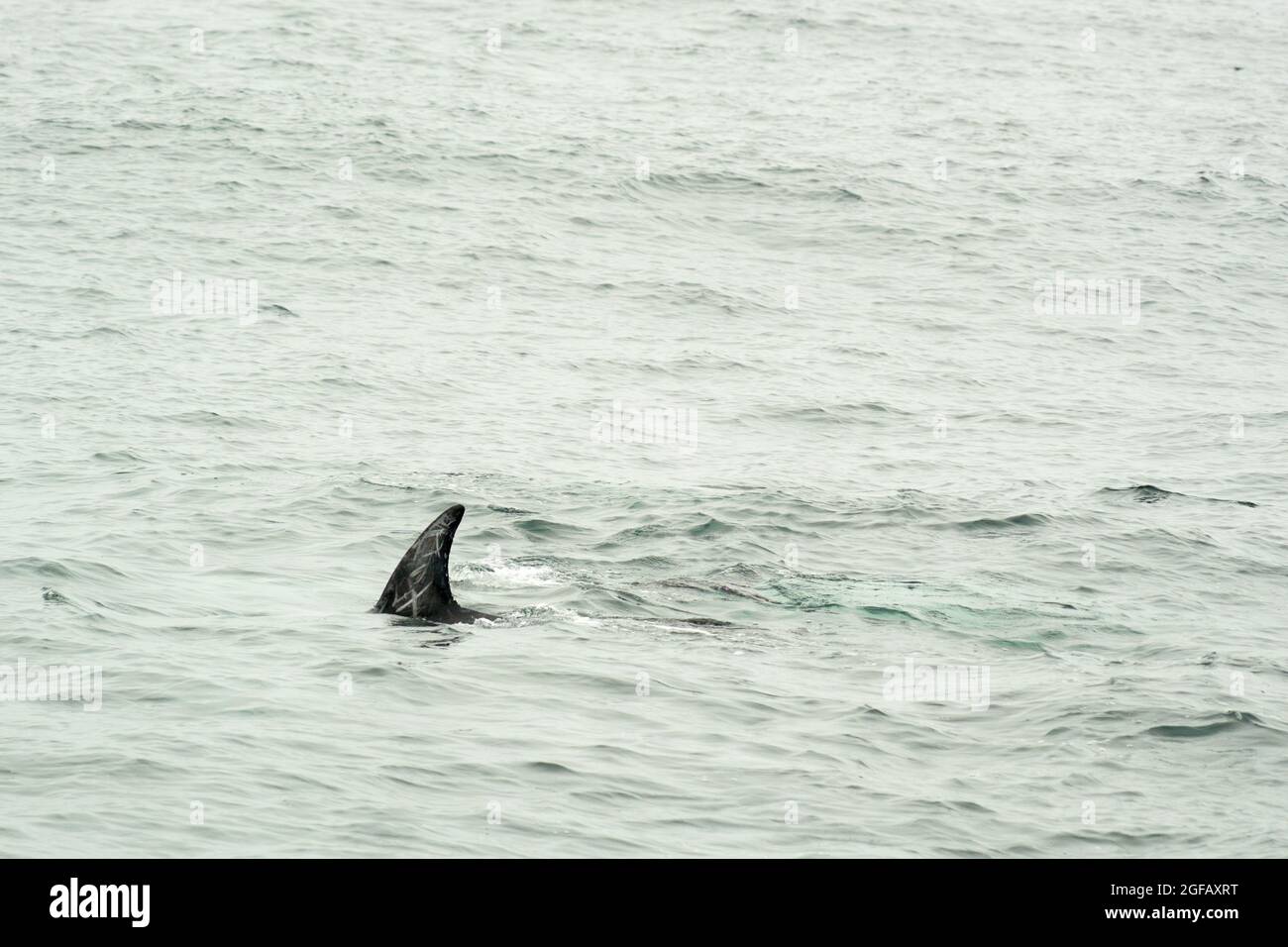 Pinna dorsale del Dolphin Risso's Wild che nuota a Monterey Bay, California, mostrando un'inconfondibile paura bianca Foto Stock