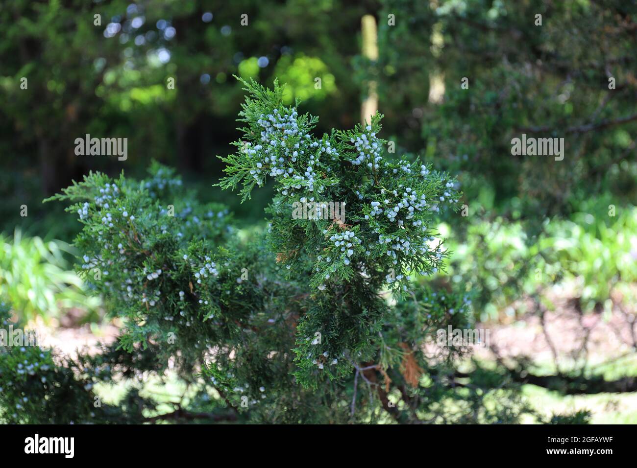 Rami di una femmina cinese Juniper, Juniperus chinensis, con coni di semi blu in estate Foto Stock