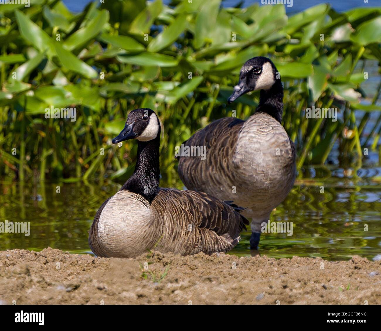 Canada Geese coppia riposarsi in acqua sulla spiaggia con un fogliame sfondo nel loro ambiente e habitat circostante. Oca canadese. Foto Stock