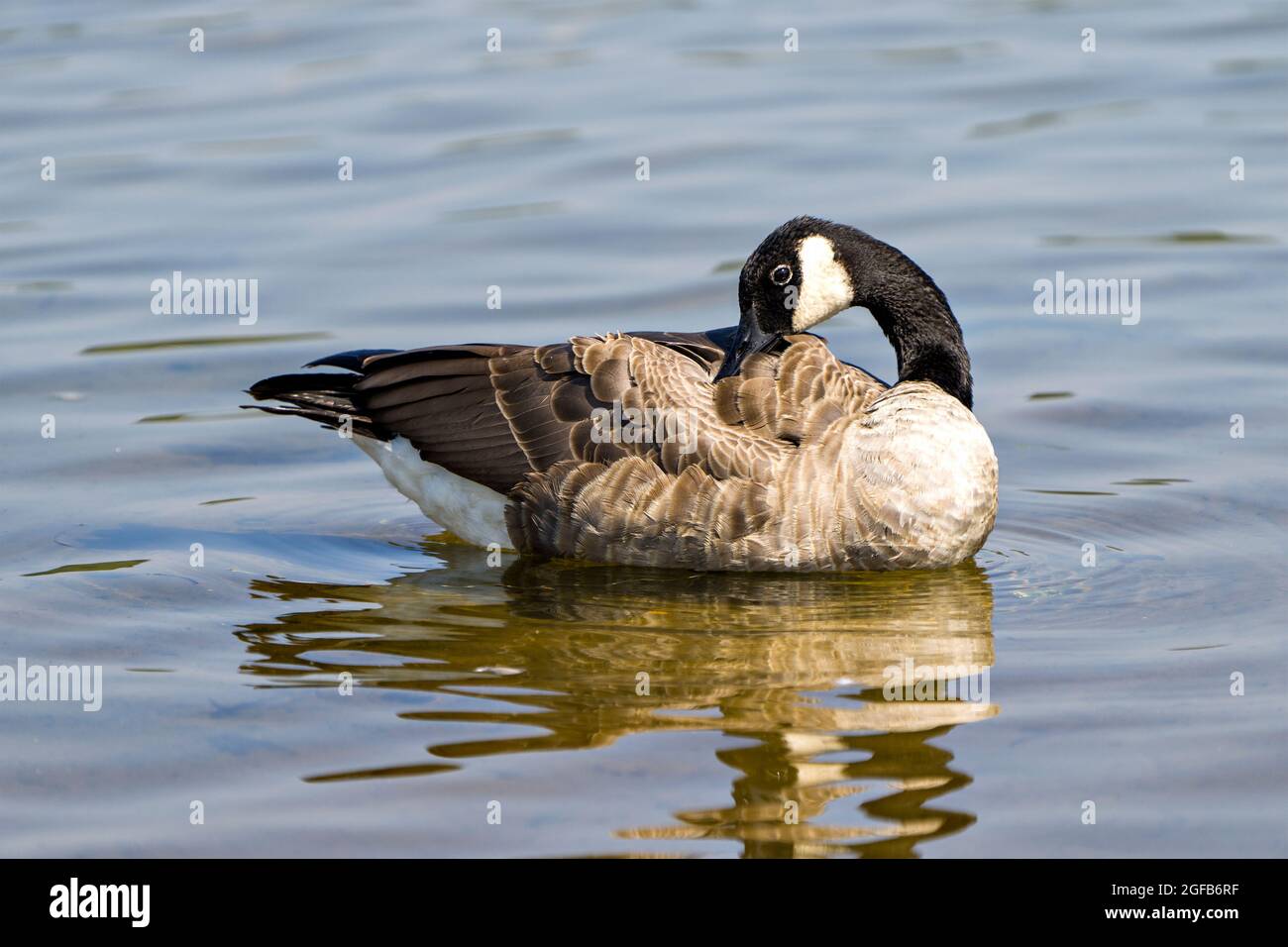 Canada Goose in acqua pulizia piume piumaggio ali e di riposo la sua testa con un fondo di acqua sfocata nel suo ambiente e habitat circostante. Foto Stock