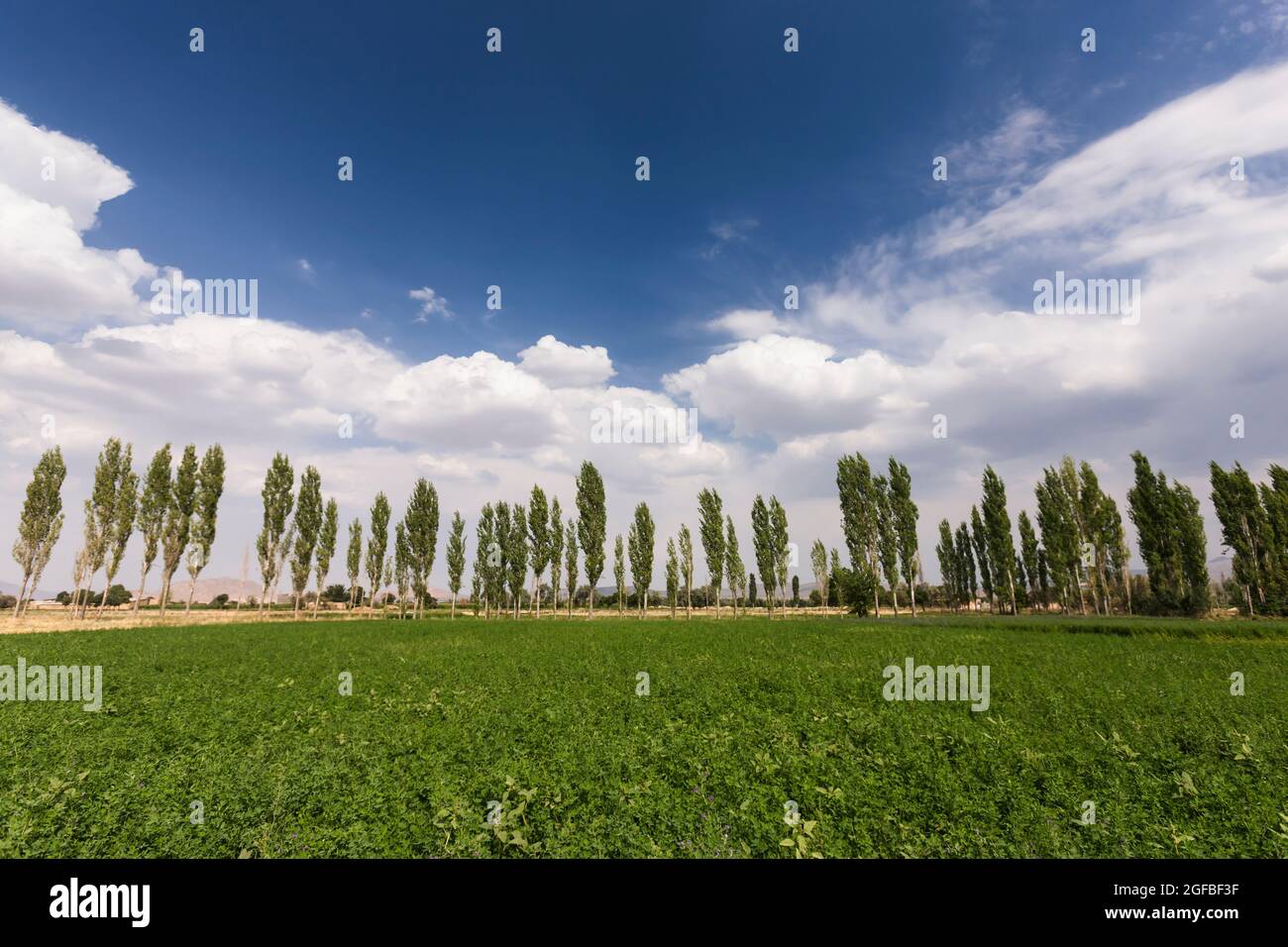 Campo agricolo e una fila di alberi in altopiano, sobborgo di Golpaigan, provincia di Isfahan, Iran, Persia, Asia occidentale, Asia Foto Stock