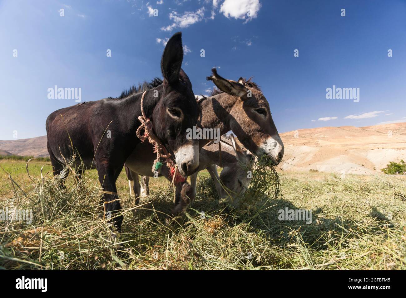 Asino che salga sul foraggio in campo agricolo su altopiano, montagne di Zagros, Kharestan Sofla, provincia di Fars, Iran, Persia, Asia occidentale, Asia Foto Stock