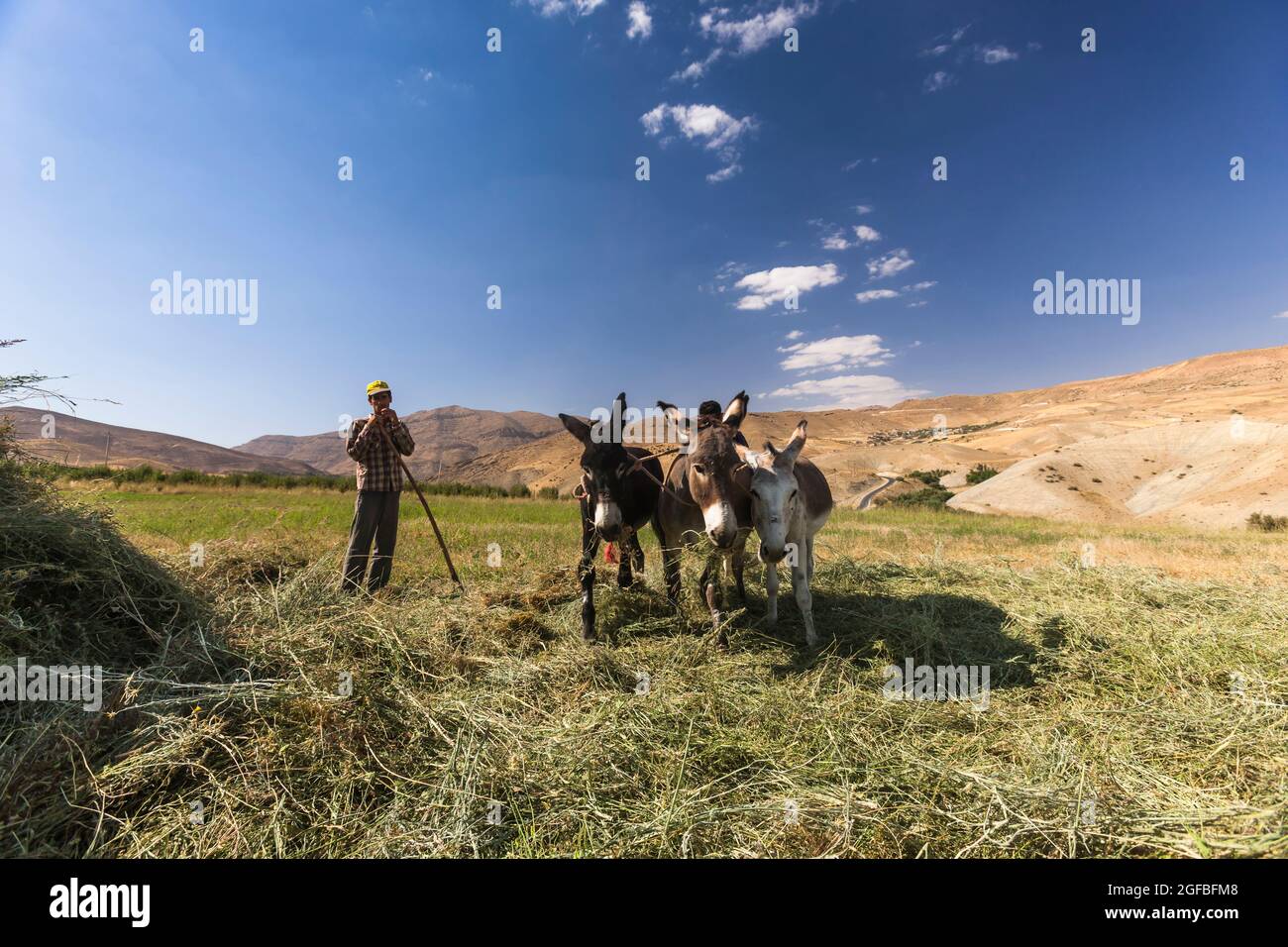Asino che salga sul foraggio in campo agricolo su altopiano, montagne di Zagros, Kharestan Sofla, provincia di Fars, Iran, Persia, Asia occidentale, Asia Foto Stock