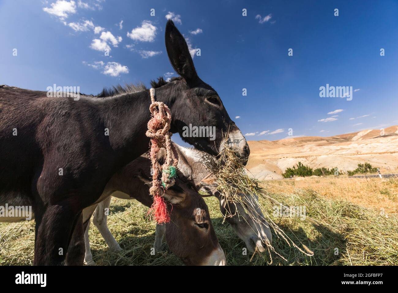 Asino che mangia erba in campo agricolo su altopiano, montagne Zagros, Kharestan Sofla, provincia di Vars, Iran, Persia, Asia occidentale, Asia Foto Stock