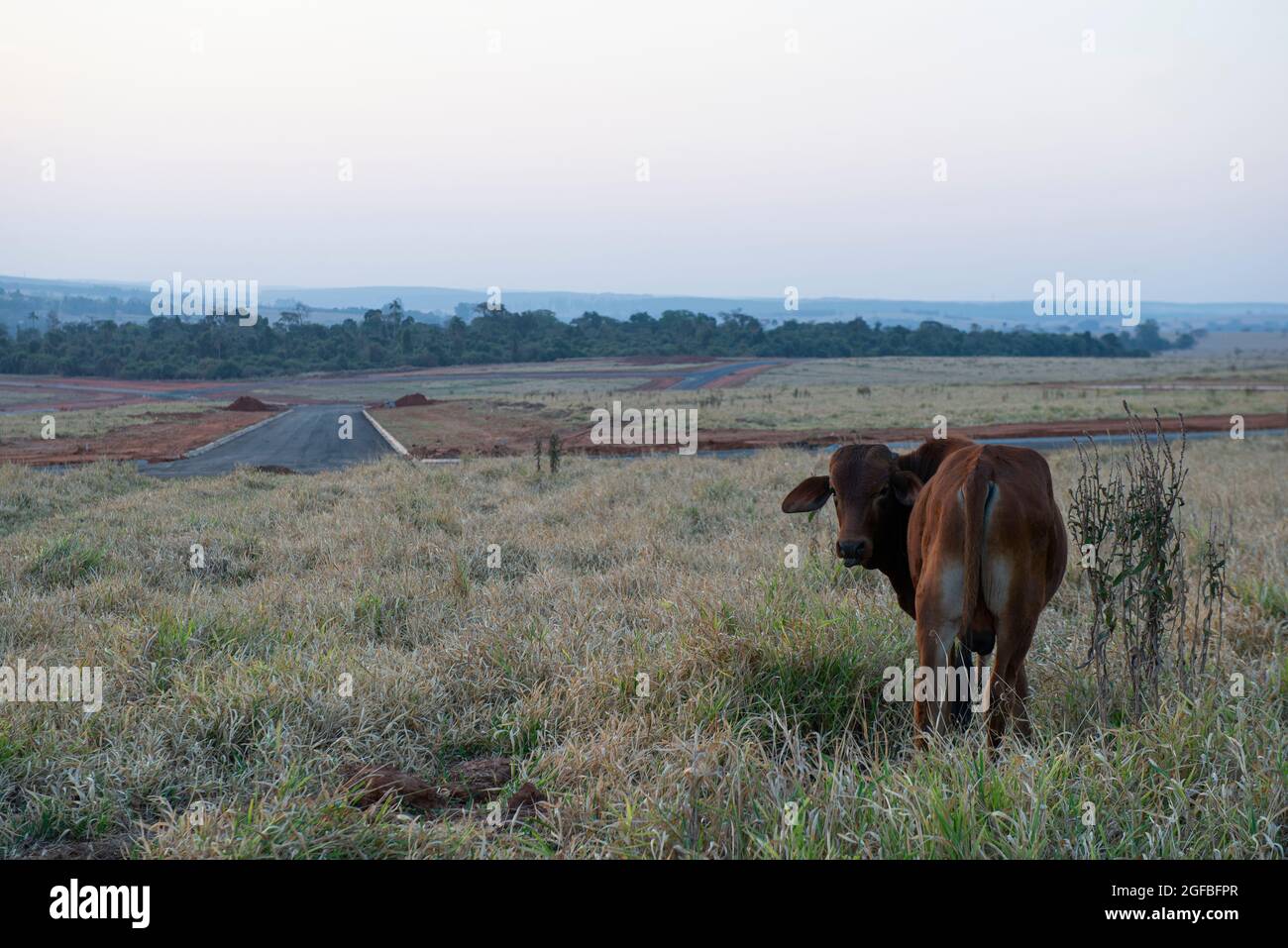 Bestiame bovino di manzo pascolo in una giornata calda sotto il sole intenso e molto secco erba durante l'autunno brasiliano. Ampio sistema di allevamento di bovini - bestiame in Foto Stock
