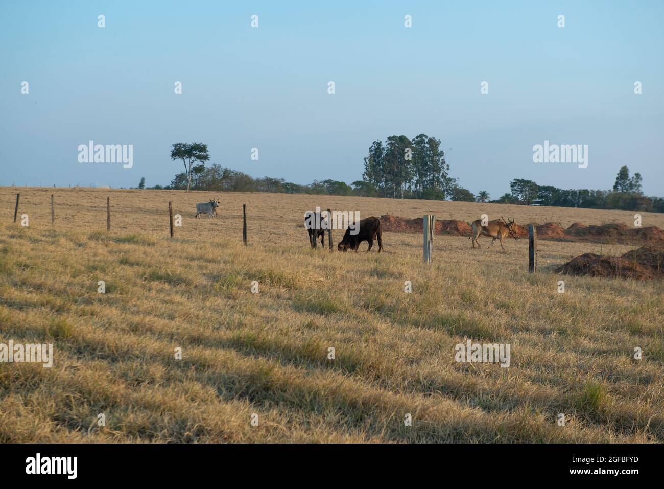 Bestiame bovino di manzo pascolo in una giornata calda sotto il sole intenso e molto secco erba durante l'autunno brasiliano. Ampio sistema di allevamento di bovini - bestiame in Foto Stock